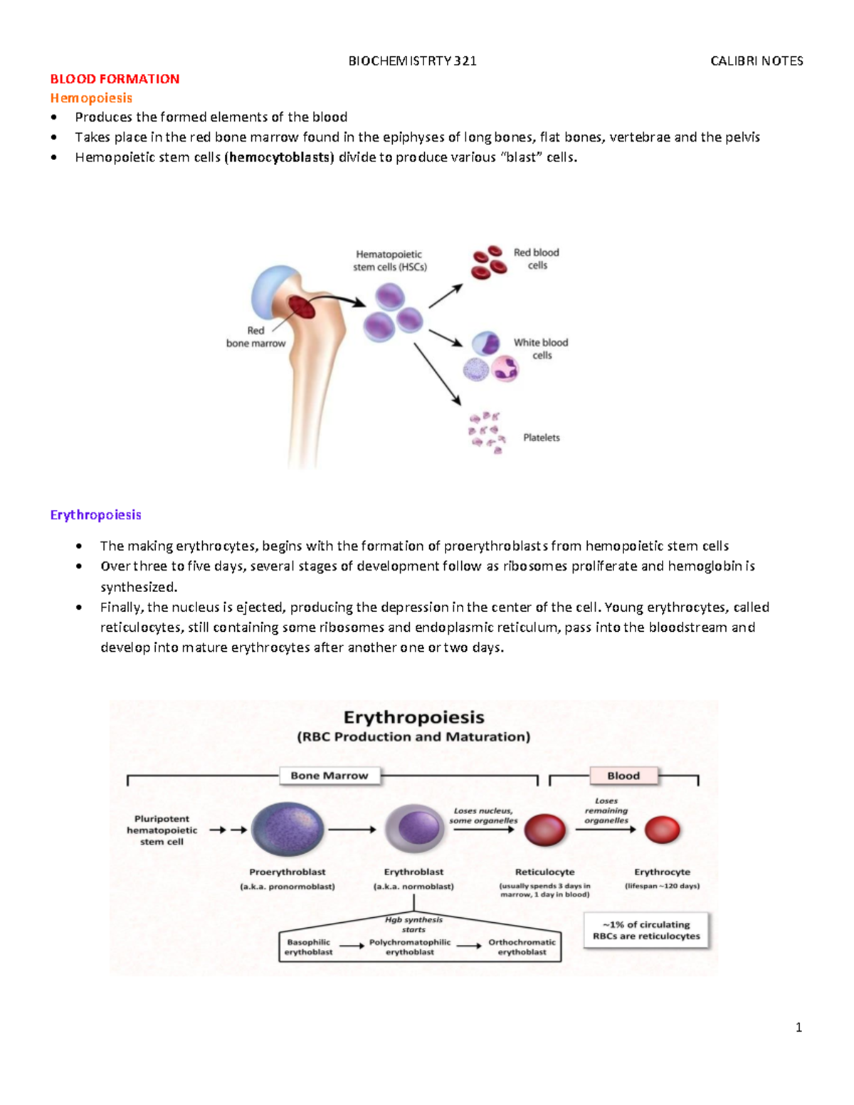 write an essay on process of blood formation