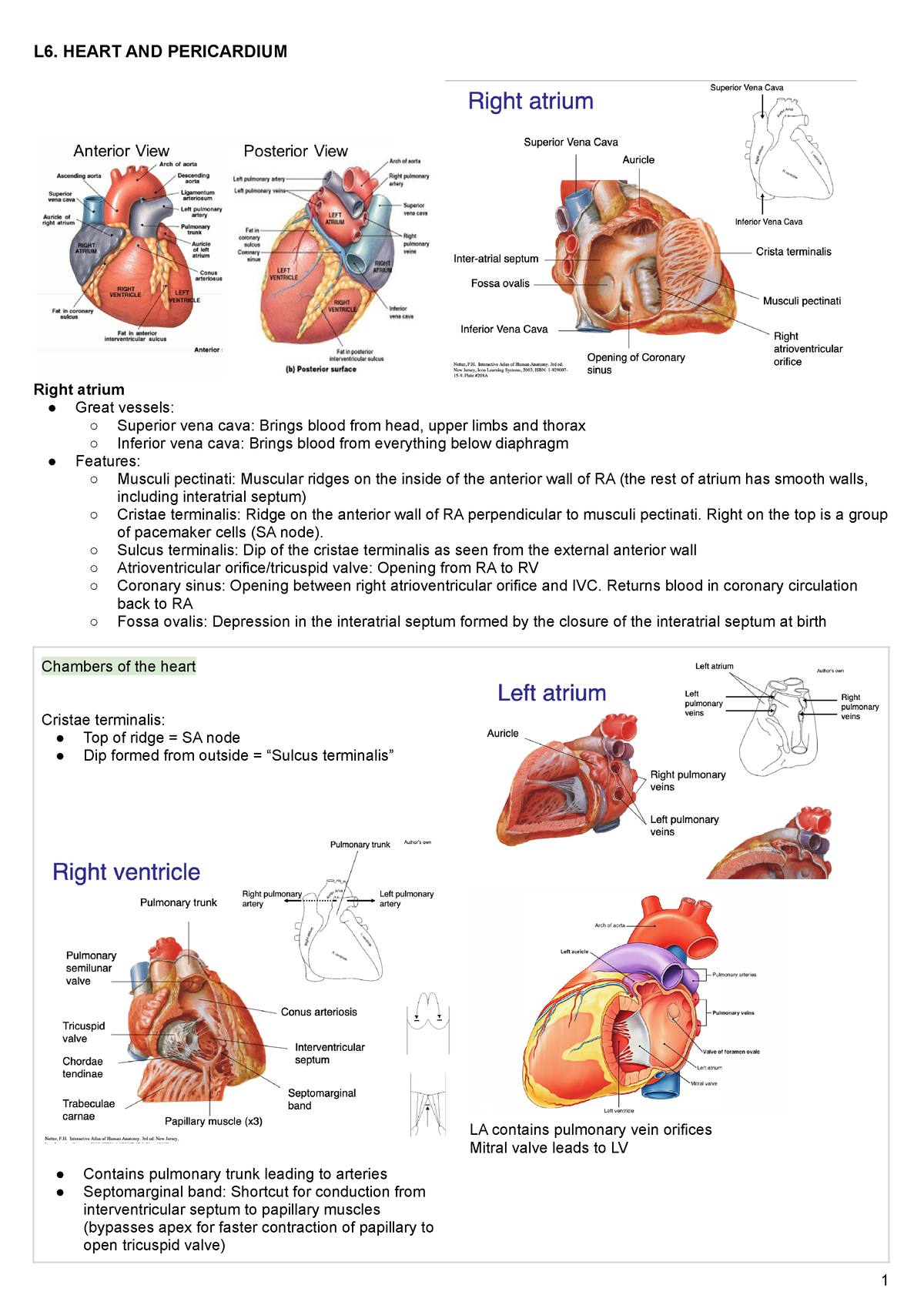 T2. Heart - L6. HEART AND PERICARDIUM Right atrium Great vessels ...