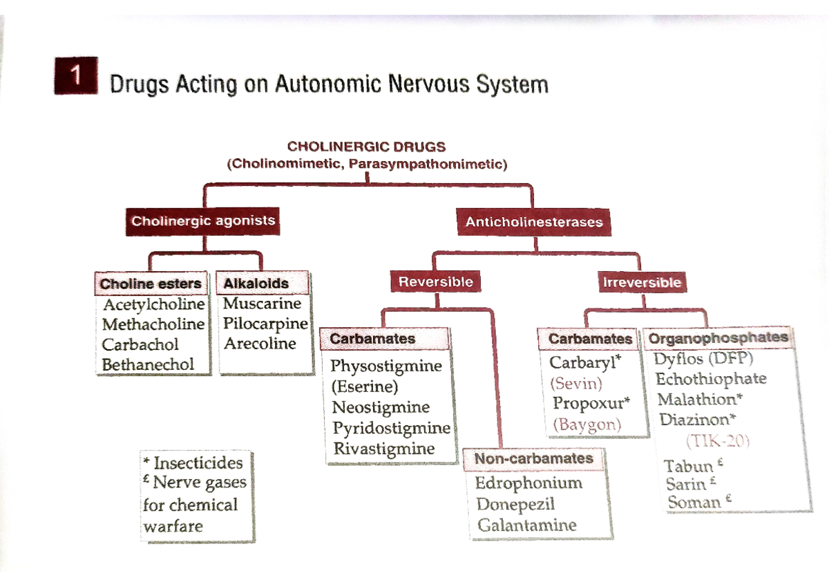 Drugs Acting On Autonomic Nervous System - B. Pharmacy - Studocu