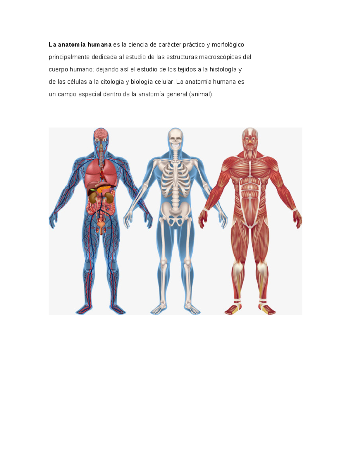 Definicion ciencias - JHHH - La anatomía humana es la ciencia de ...