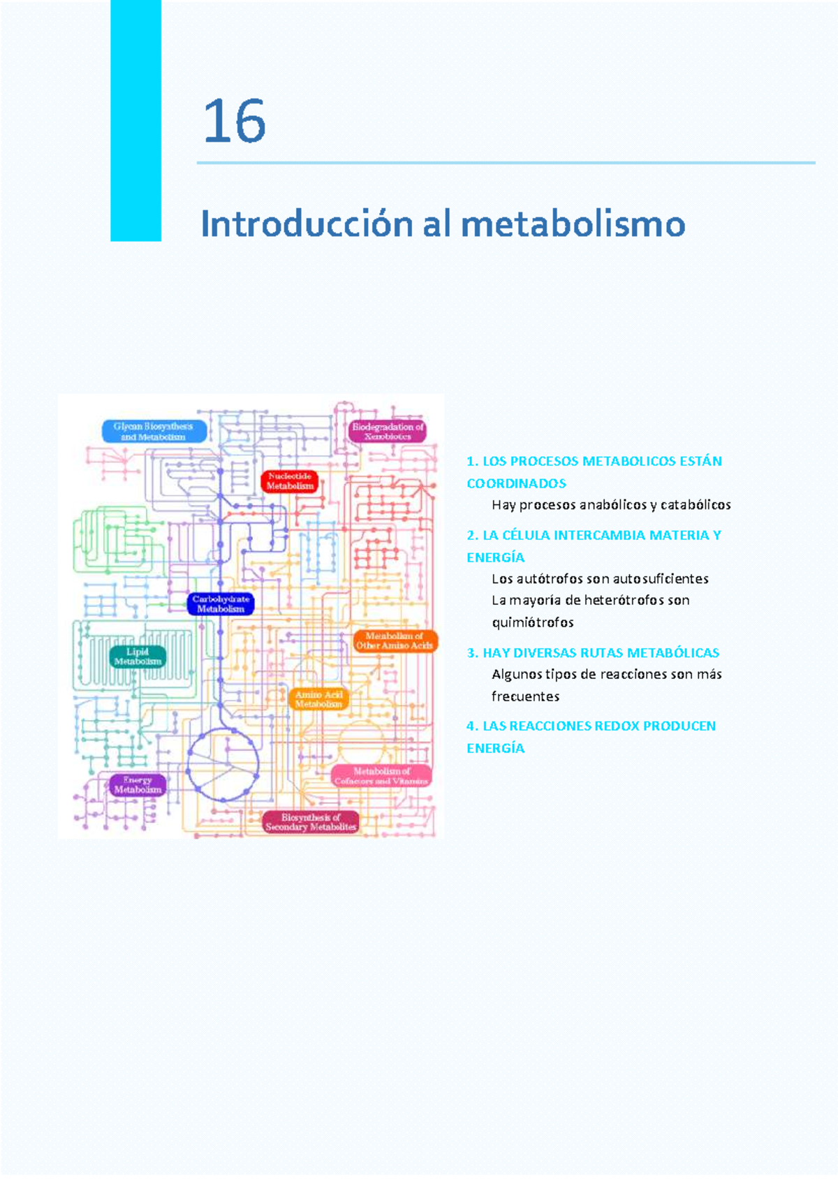 Tema 16 Introduccion Metabolismo Desarrollado 16 Introducción Al Metabolismo 1 Los 5128