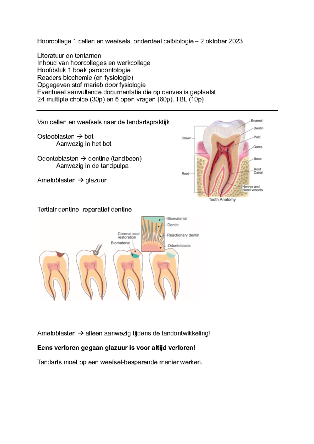 Hoorcollege Histologie Hoorcollege Cellen En Weefsels Onderdeel Celbiologie Oktober