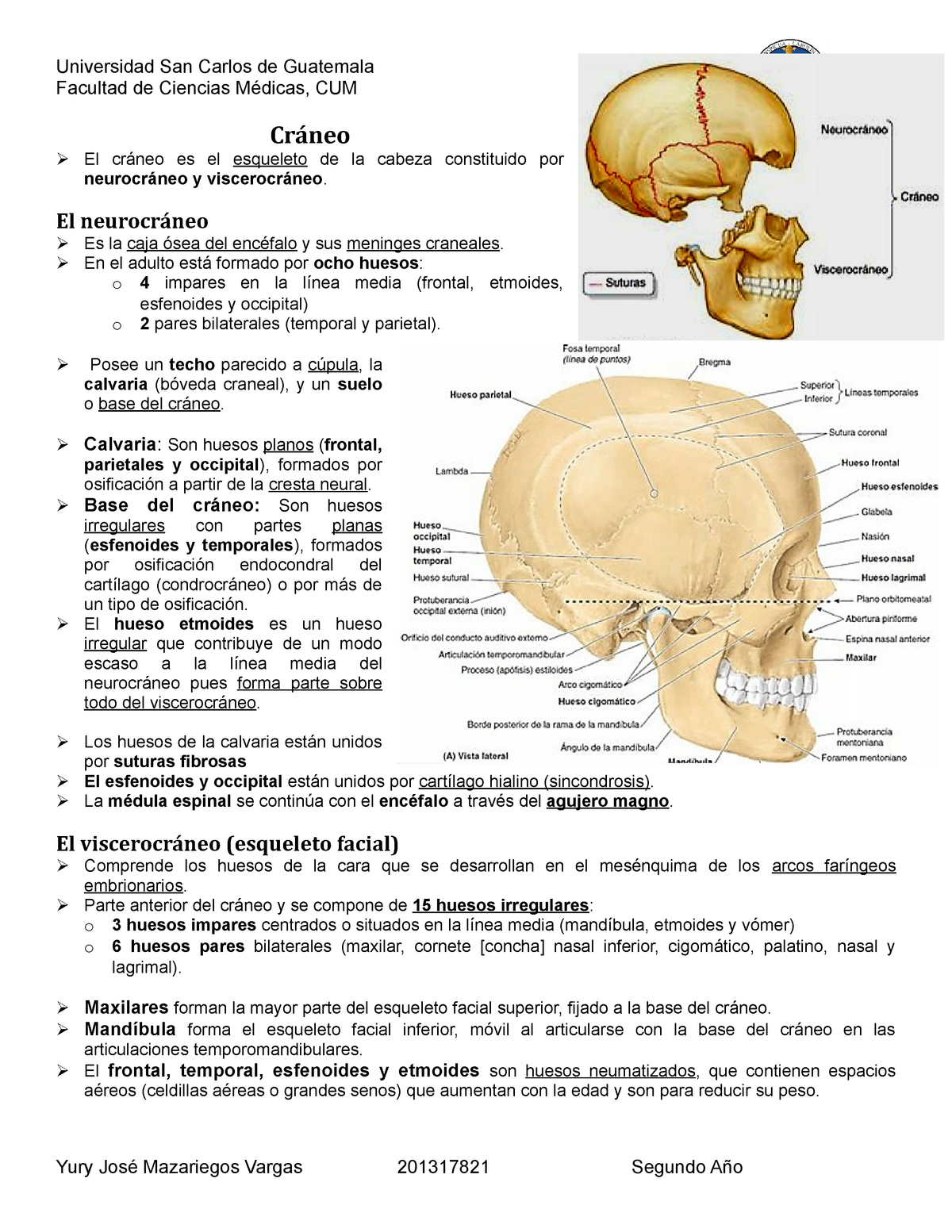 Cráneo Resumen Anatomía Con Orientación Clínica Facultad De Ciencias Médicas Cum Cráneo El 3294