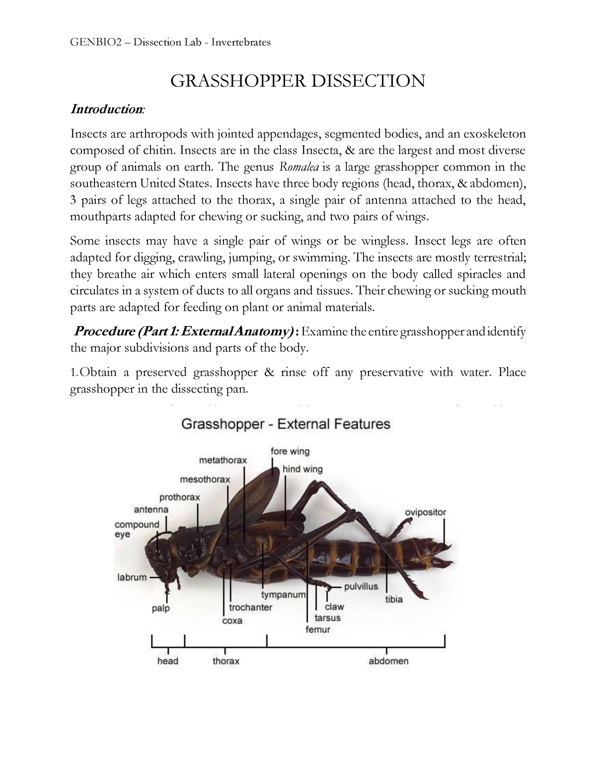 Grasshopper Anatomy Dissection 2822