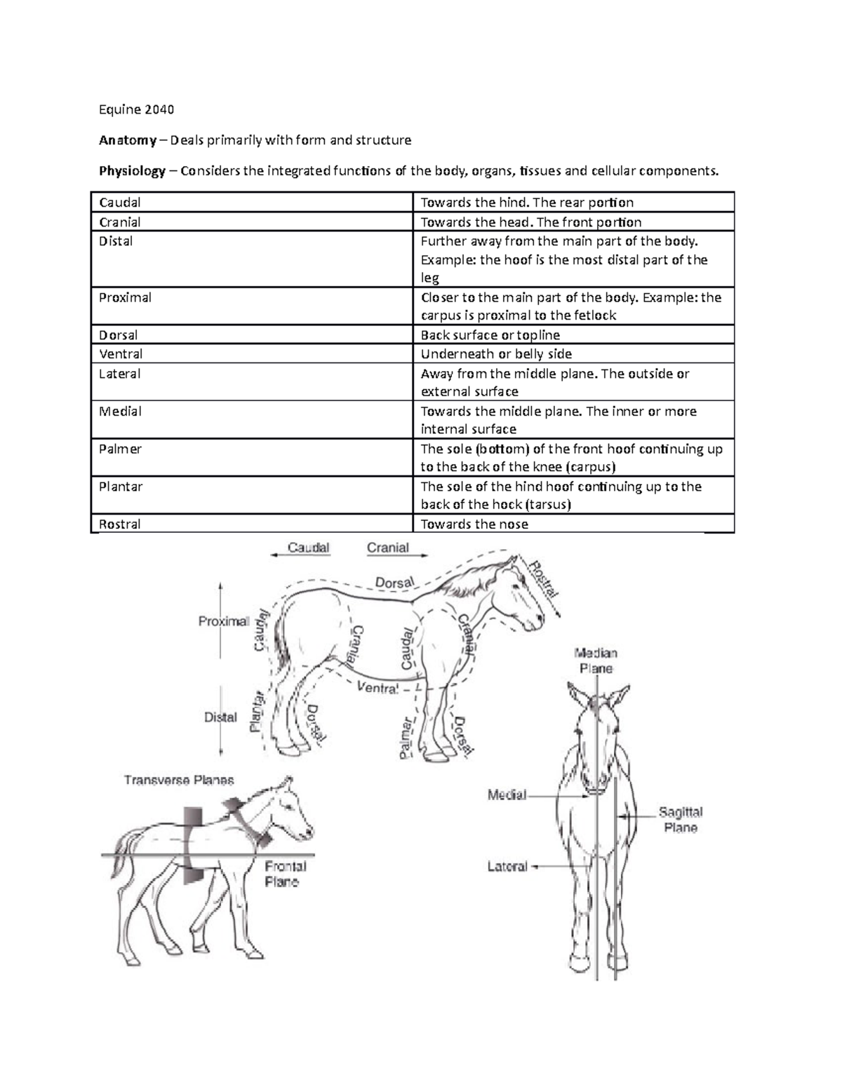 Equine 2040 NOTES Equine 2040 Anatomy Deals primarily with form