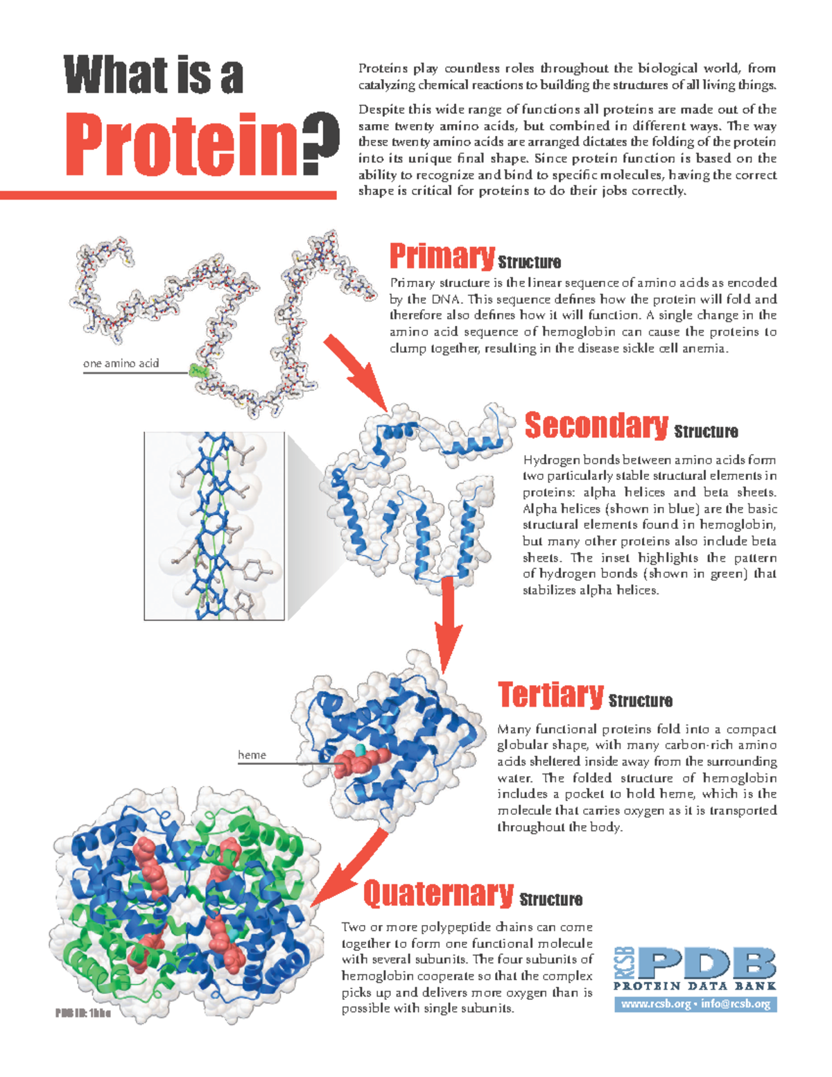 What is a protein - Two or more polypeptide chains can come together to ...