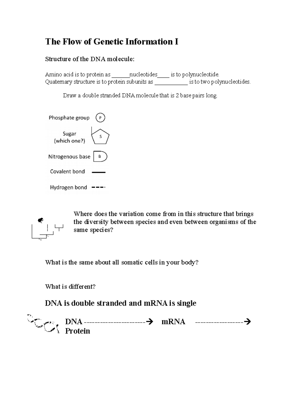 Lesson 13 Class Outline Flow of Genetic Information Part 1 - The Flow ...