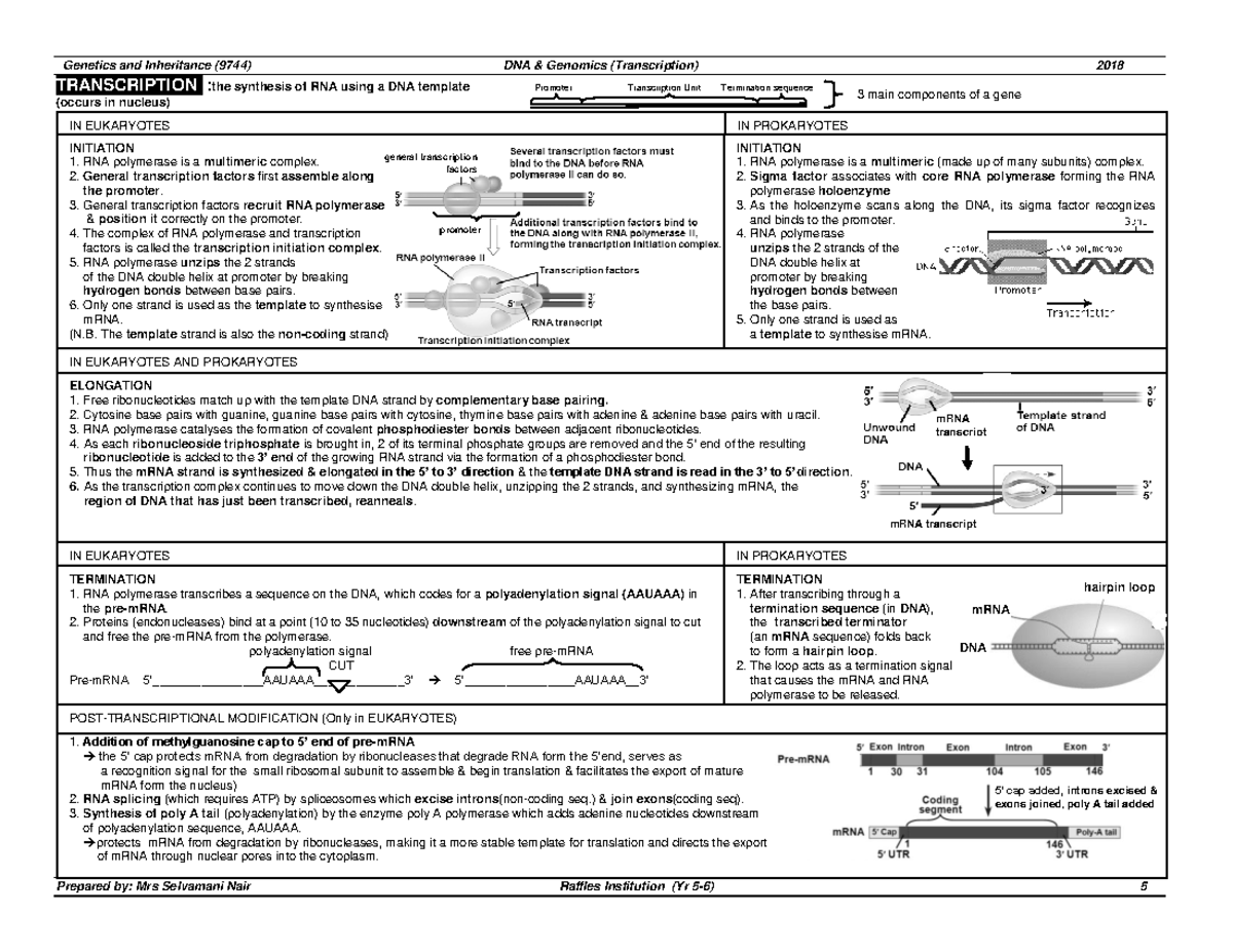 8c)Transcription summary 9744 2018 - Genetics and Inheritance (9744 ...