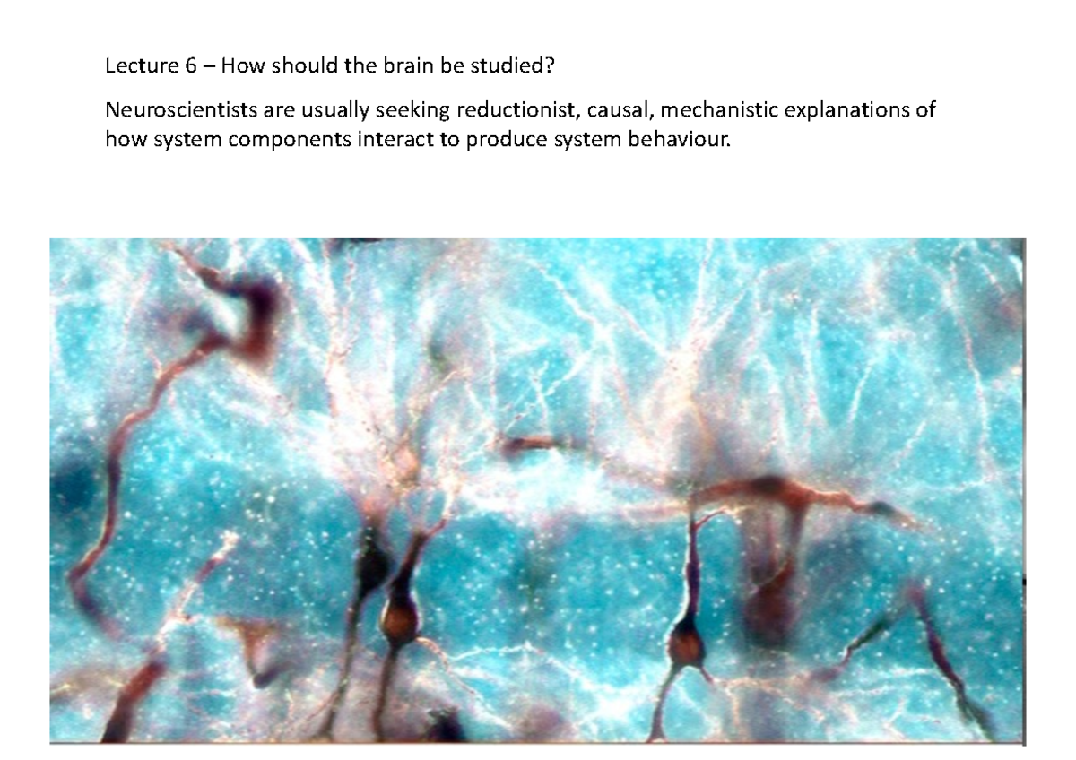 Principles of neuroscience lecture 6 notes - Lecture 6 – Howshouldthe ...