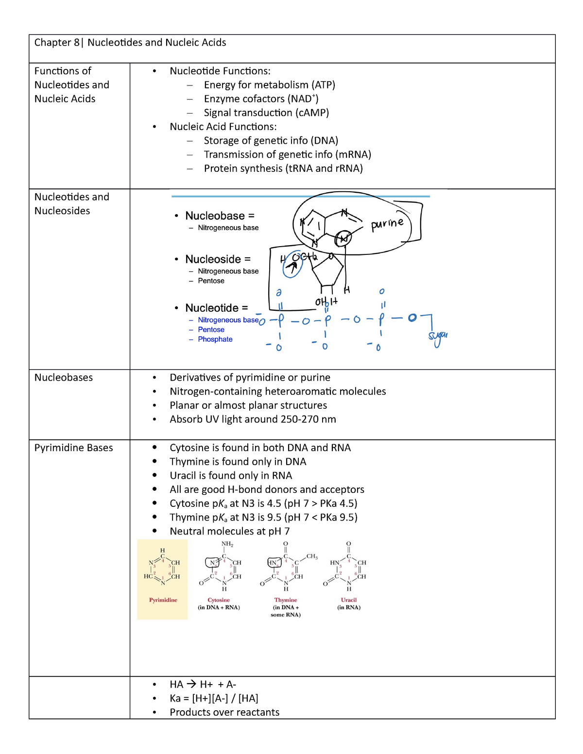 Chapter 8 - Notes - Chapter 8| Nucleotides And Nucleic Acids Functions ...