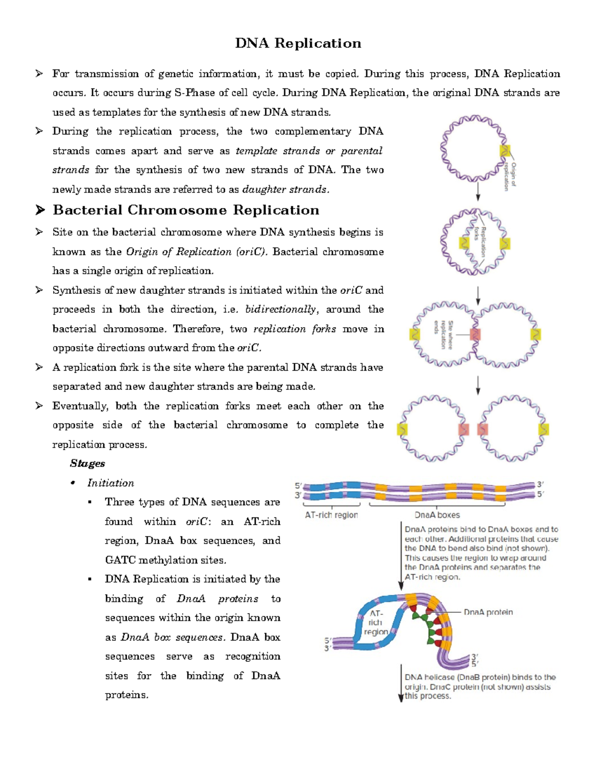 Lecture 20 21 DNA Replication - DNA Replication For transmission of ...