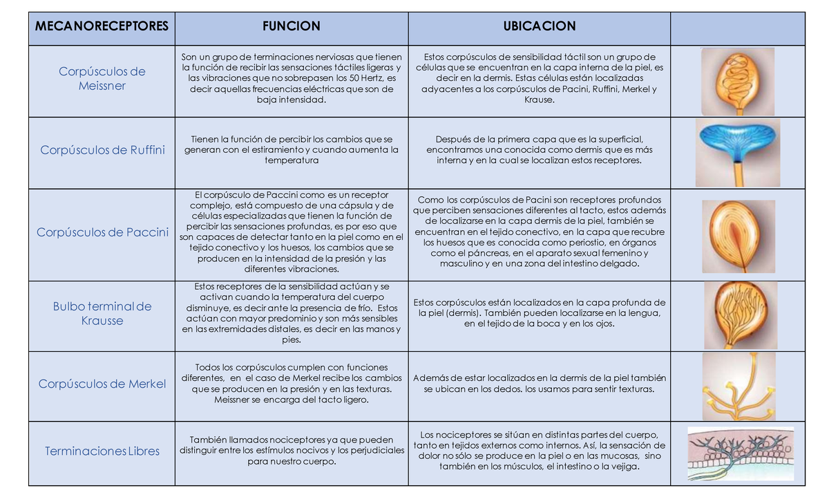 Mecanoreceptores 3lkrnflkrnf MECANORECEPTORES FUNCION UBICACION