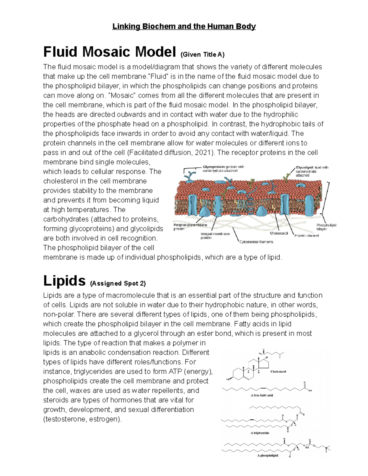 Unit Project - Linking Biochem and the Human Body Fluid Mosaic Model ...