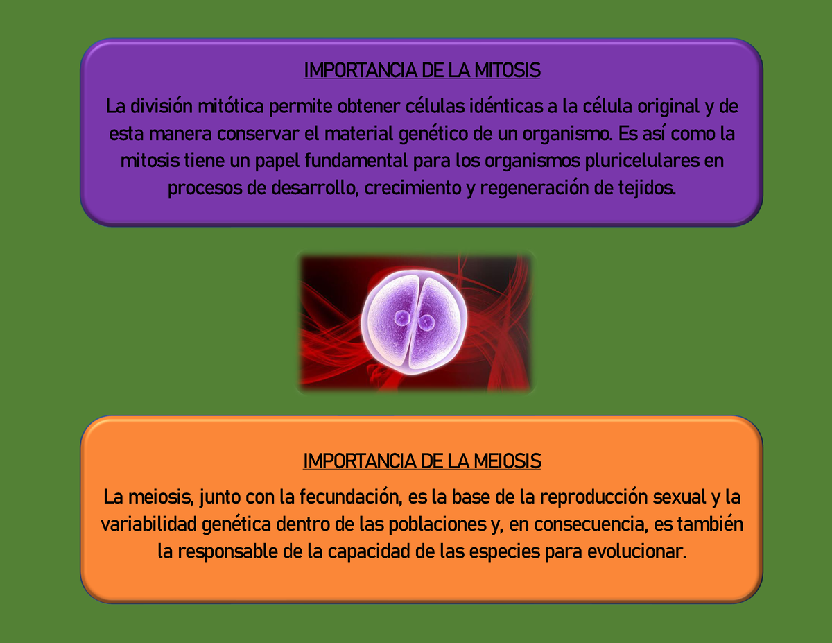 Mitosis Meiosis - IMPORTANCIA DE LA MITOSIS La División Mitótica ...