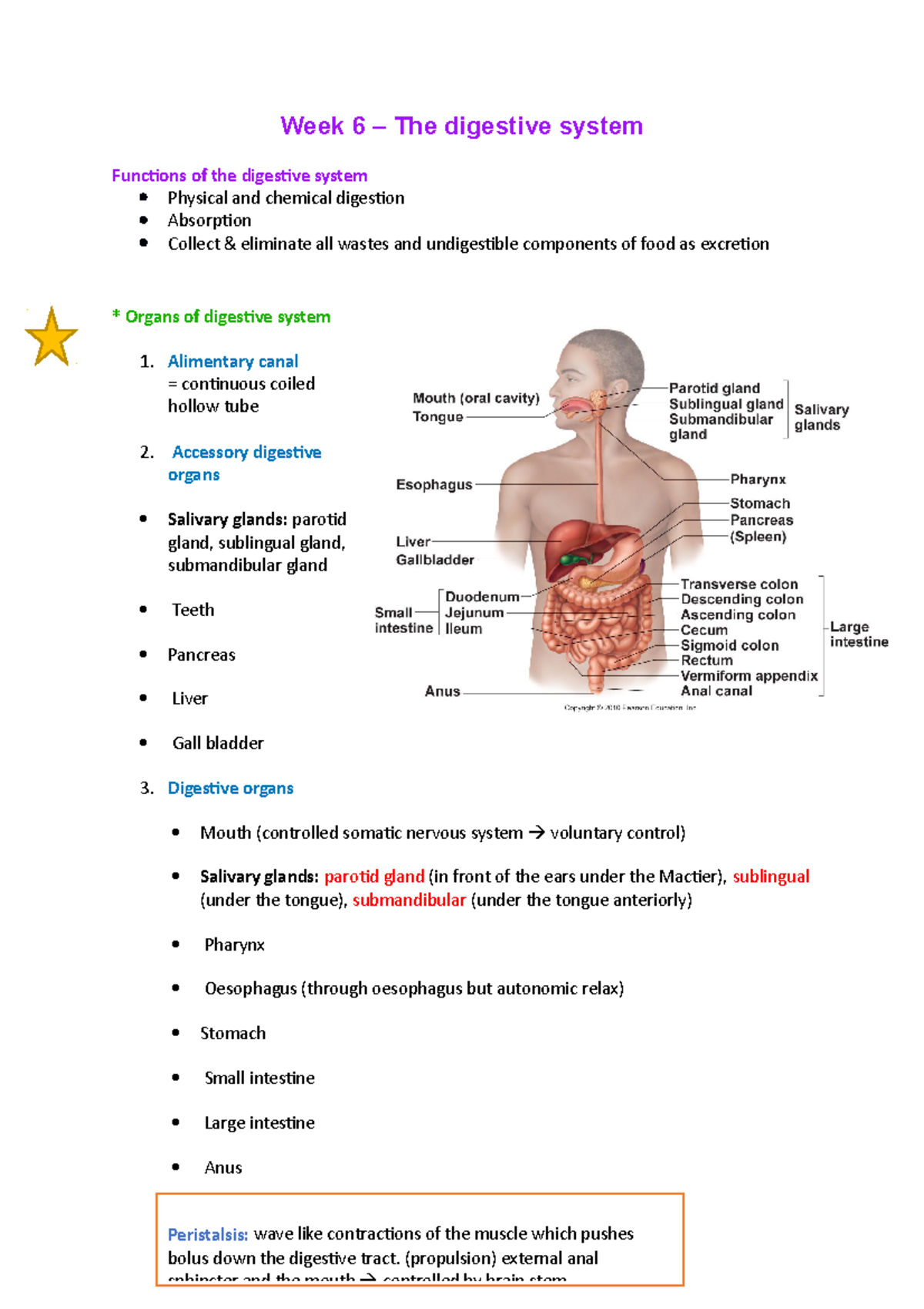 Week 6 – The digestive system - Week 6 – The digestive system Functions ...