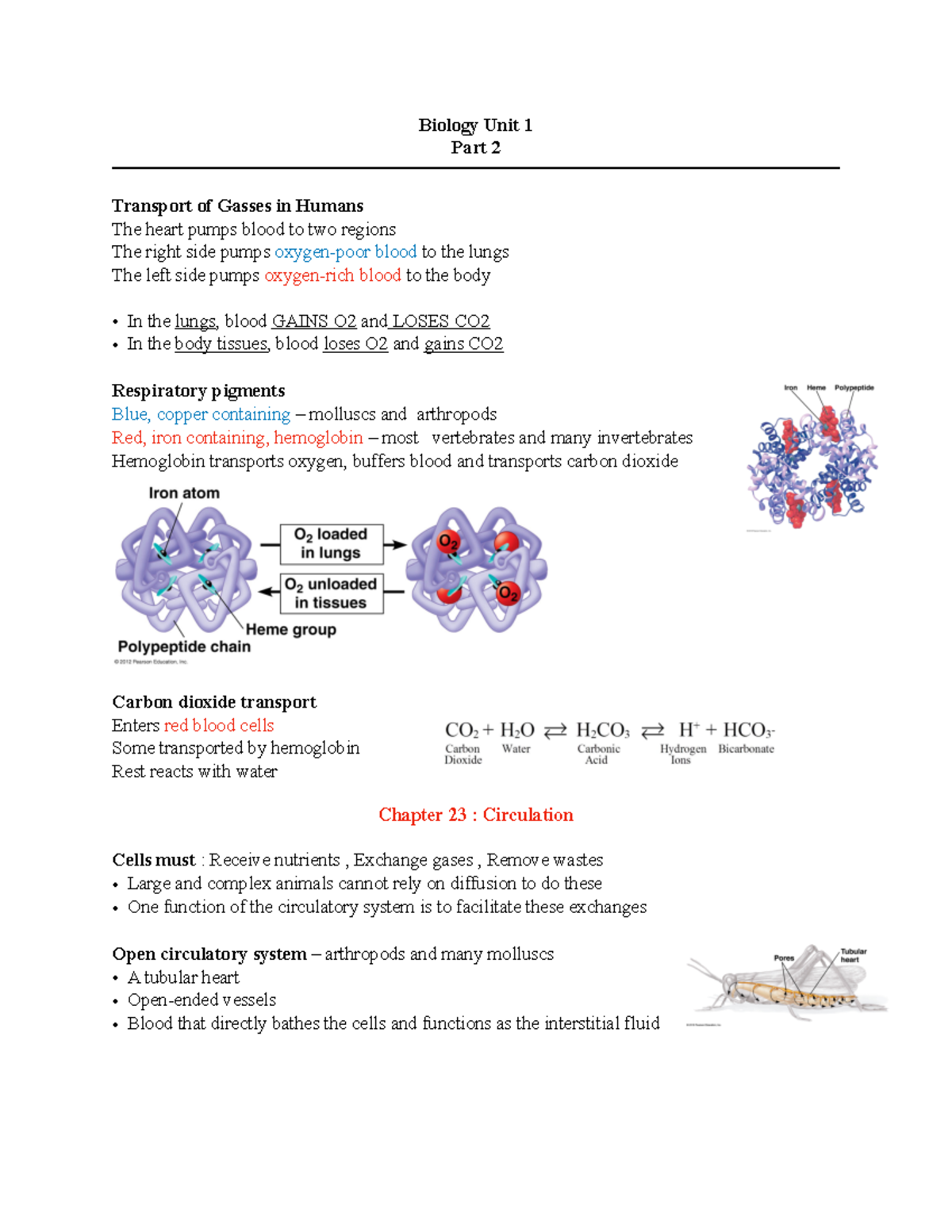 Biology 1040 unit 1 part 2 - Biology Unit 1 Part 2 Transport of Gasses ...