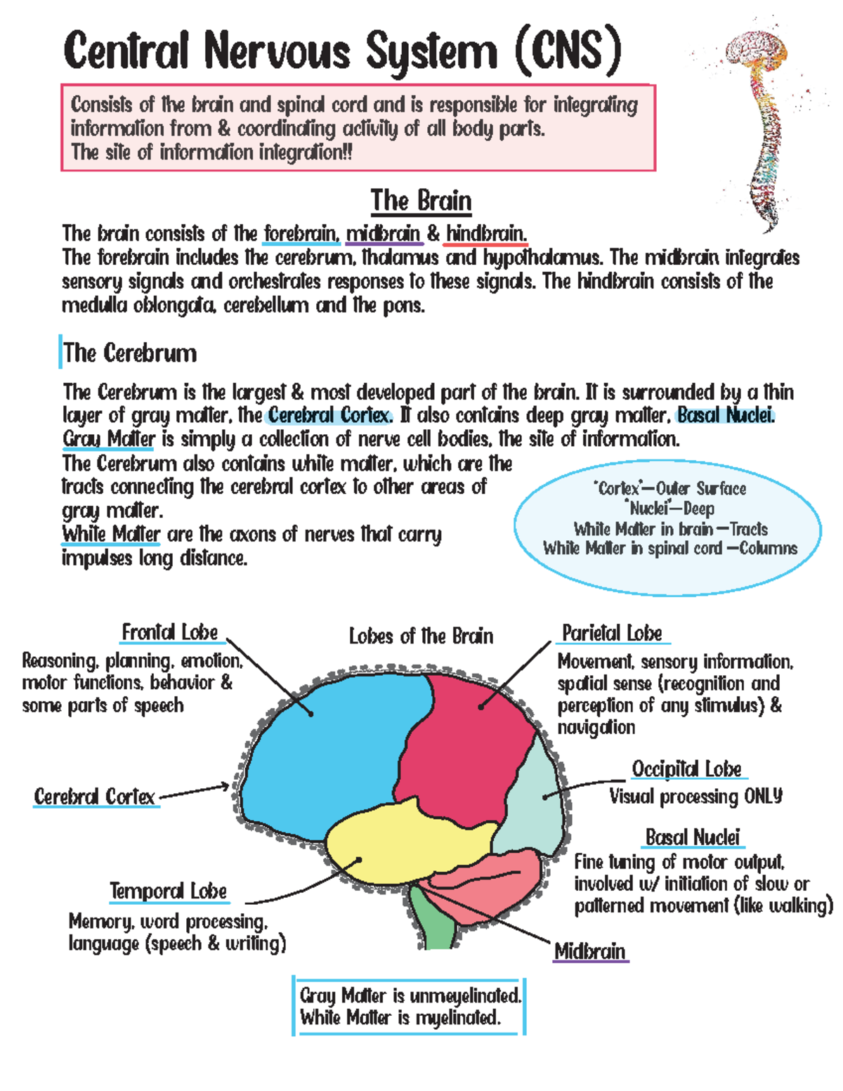 @Alma Castro Central Nervous System Study Guide - TEAS - Central ...