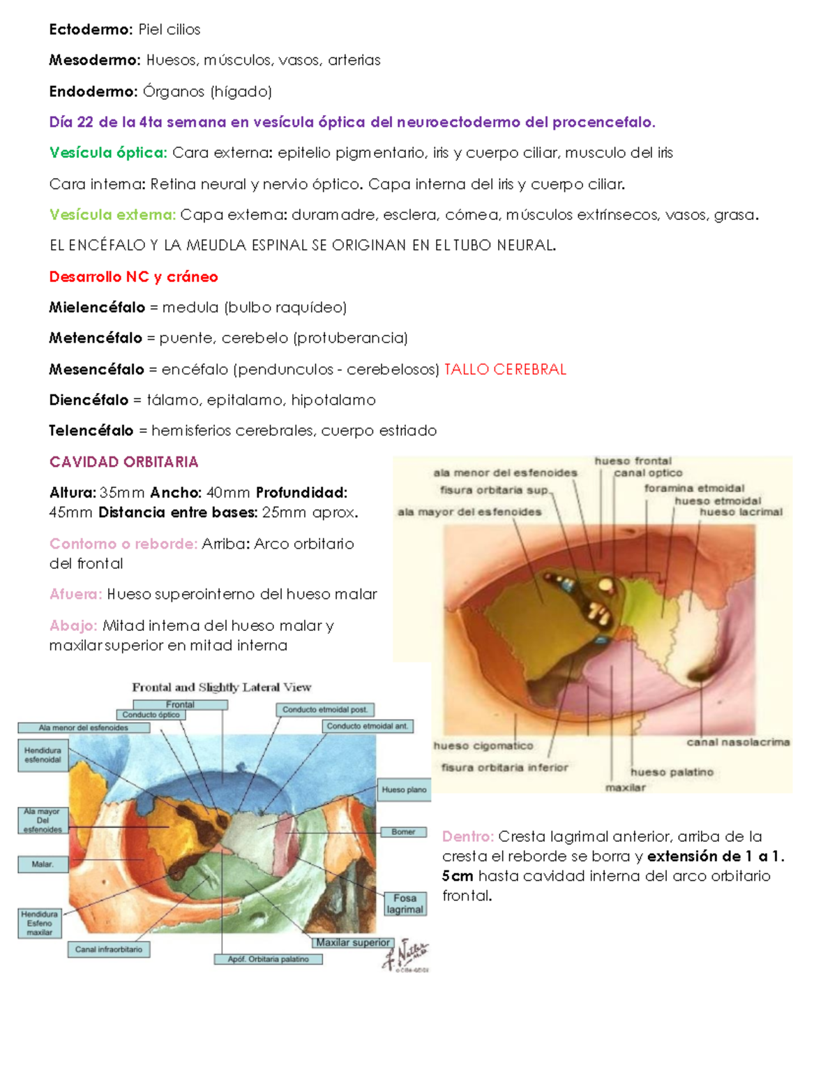 Anato GUIA - optica - Ectodermo: Piel cilios Mesodermo: Huesos ...