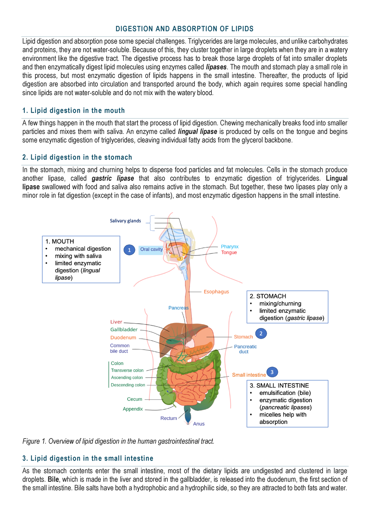 write a term paper on digestion and absorption of lipids