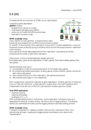 virus replication primer virus replication primer