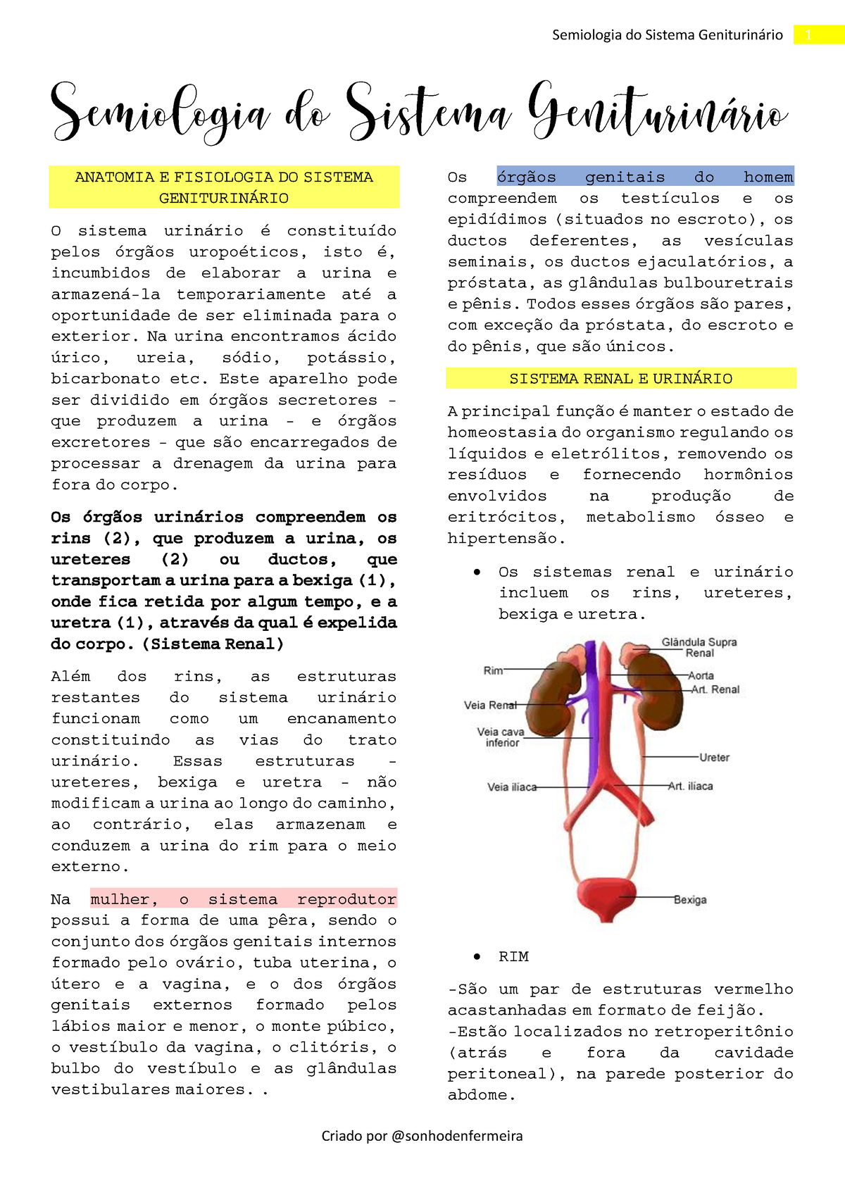 Semiologia Do Sistema Geniturinário Anatomia E Fisiologia Do Sistema GeniturinÁrio O Sistema 6225