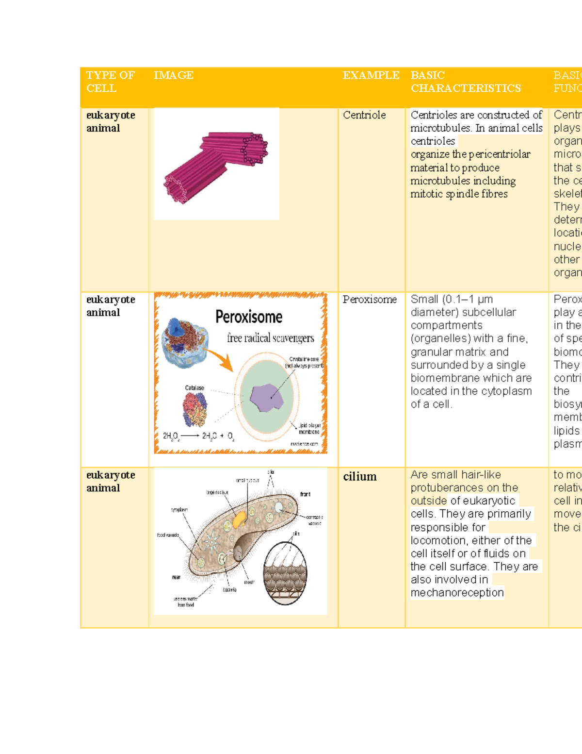 TYPE OF CELL, life science preparatoria Tecmilenio - TYPE OF CELL IMAGE ...