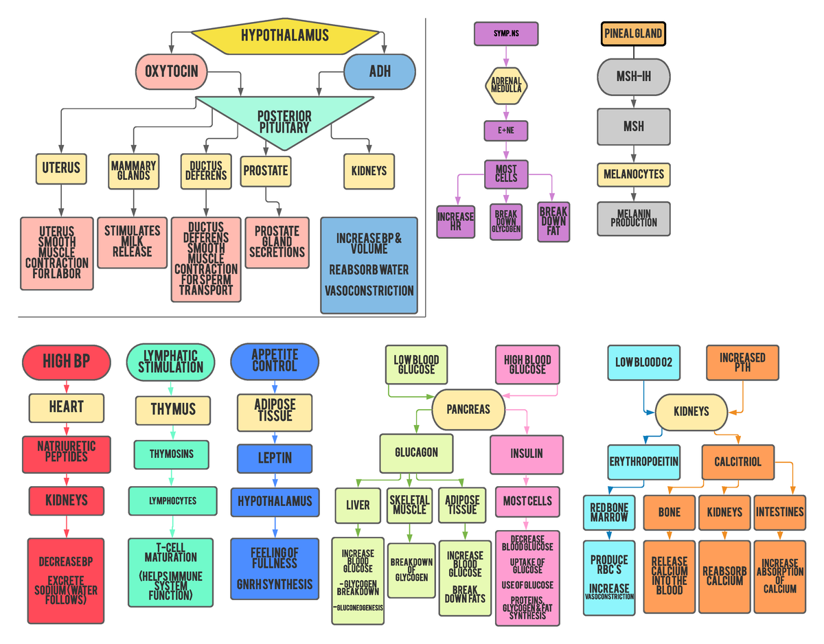 Hormone Chart - Page 1 - Hy pot hal amus POSTEr ior Pit uit ar y ...