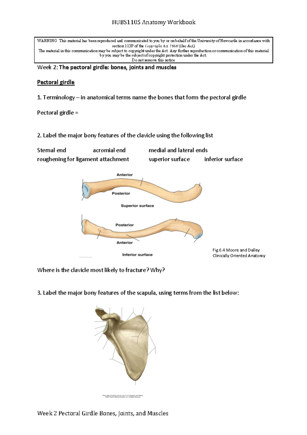 Week 2 Workbook Bones, Joints and Muscles of the Pectoral girdle ...