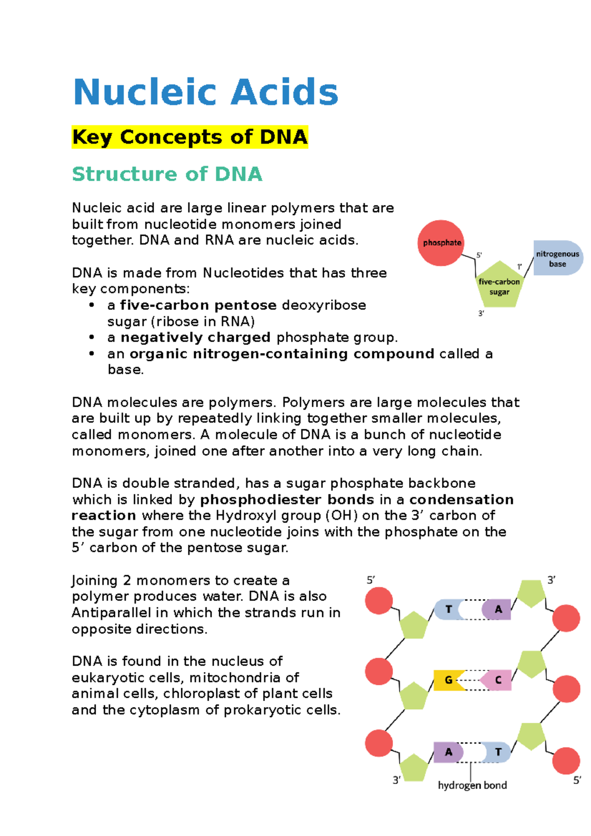 BiologyUnit3AOS1Notes Nucleic Acids Key Concepts of DNA Structure