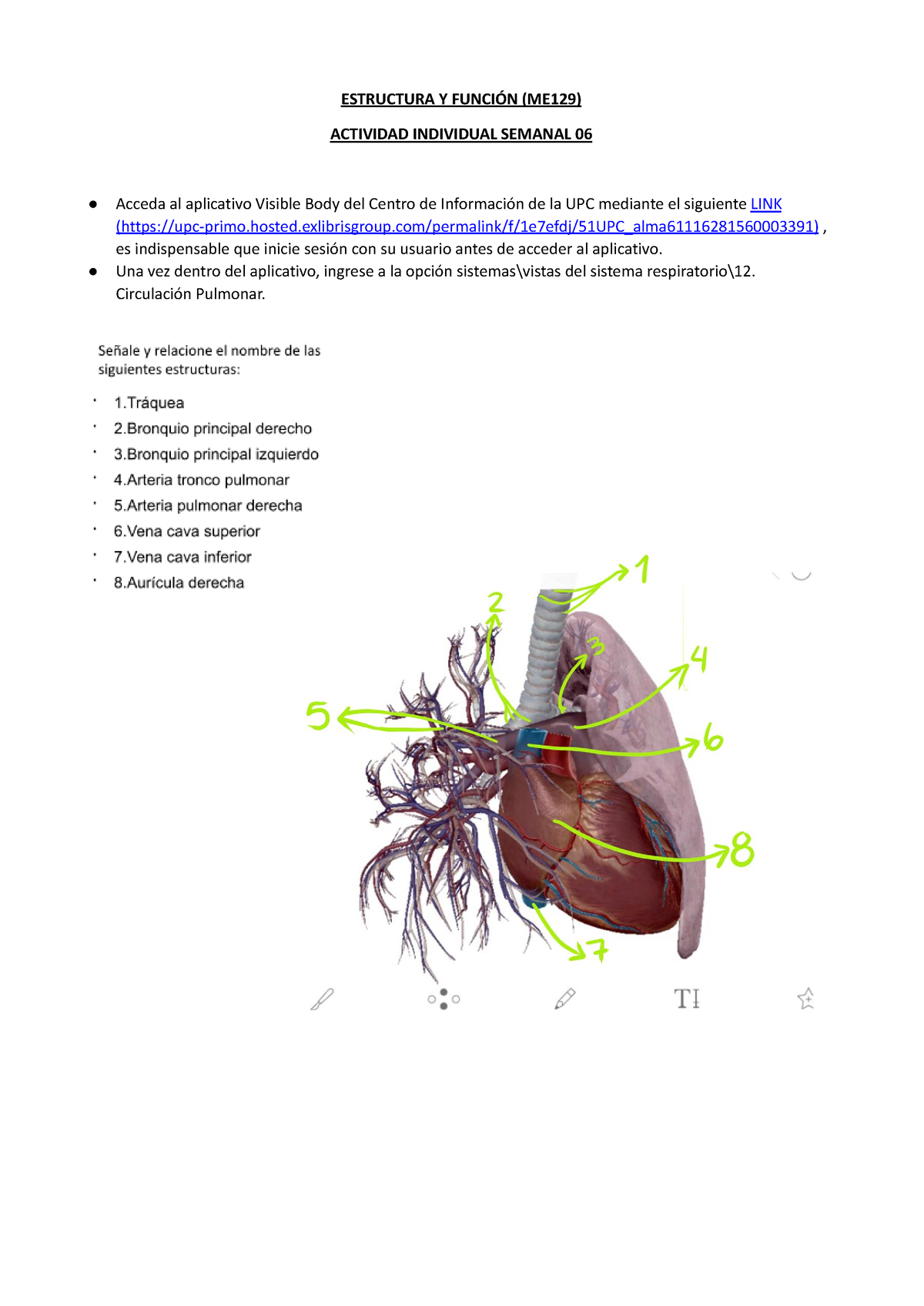 202102+ME129+Ey F+ Tarea+Sem06+33 - ESTRUCTURA Y FUNCIÓN (ME129 ...