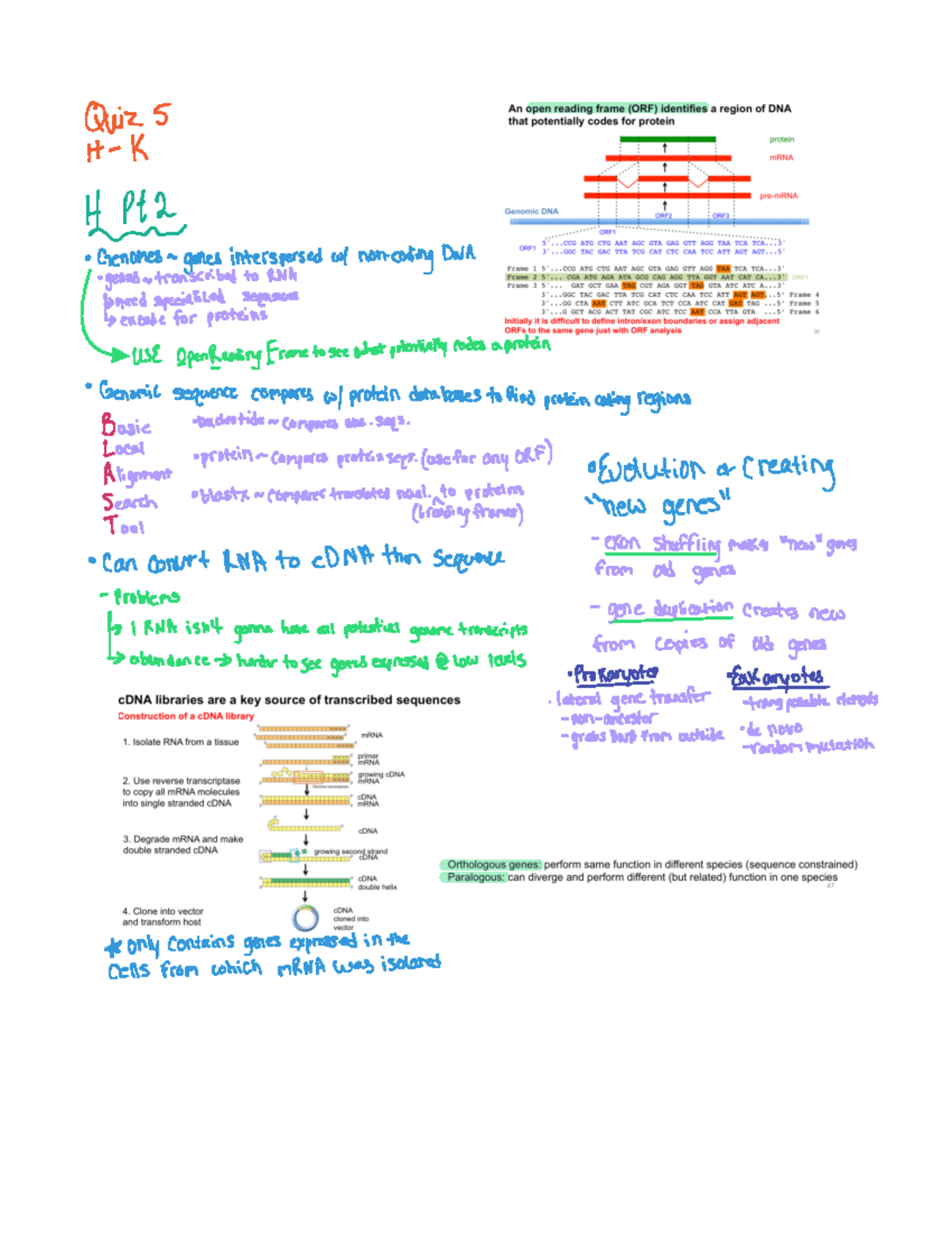 Quiz #5 Study Guide - Quiz 5 t K t Pt Genomes n genes interspersed w ...