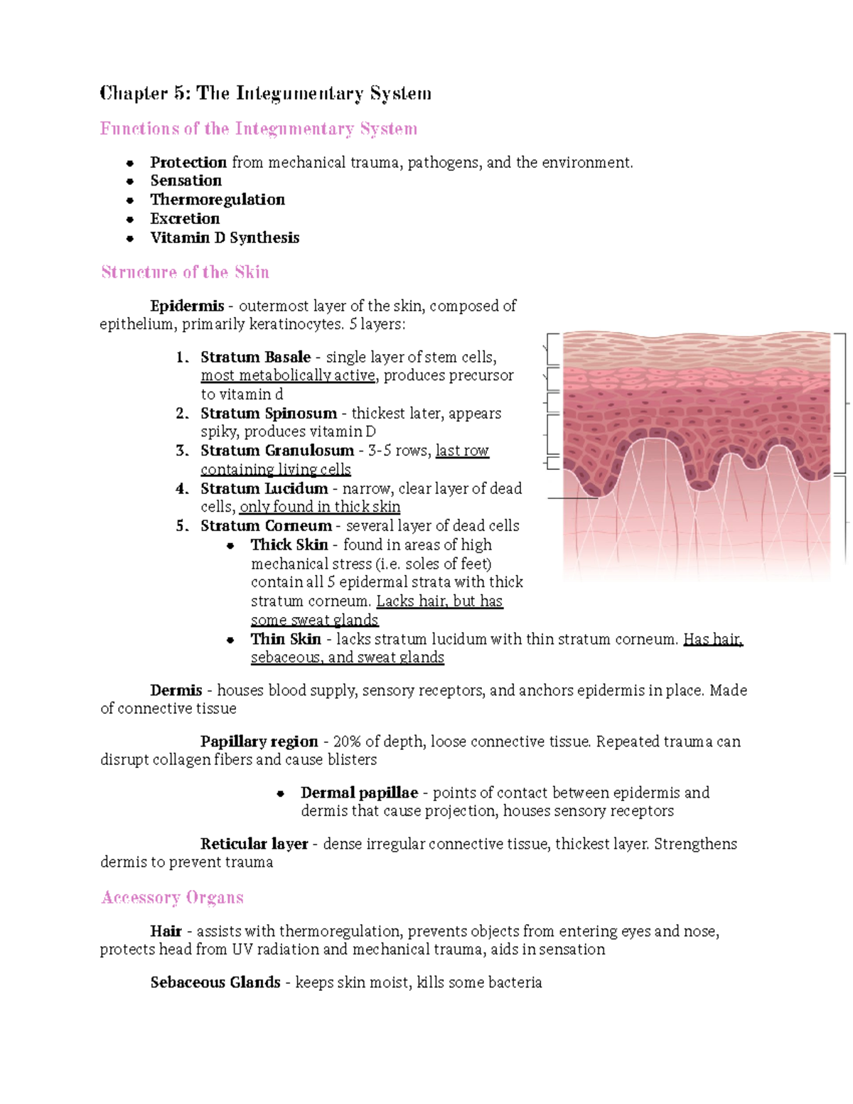 Chapter 5: Integumentary system - Chapter 5: The Integumentary System ...