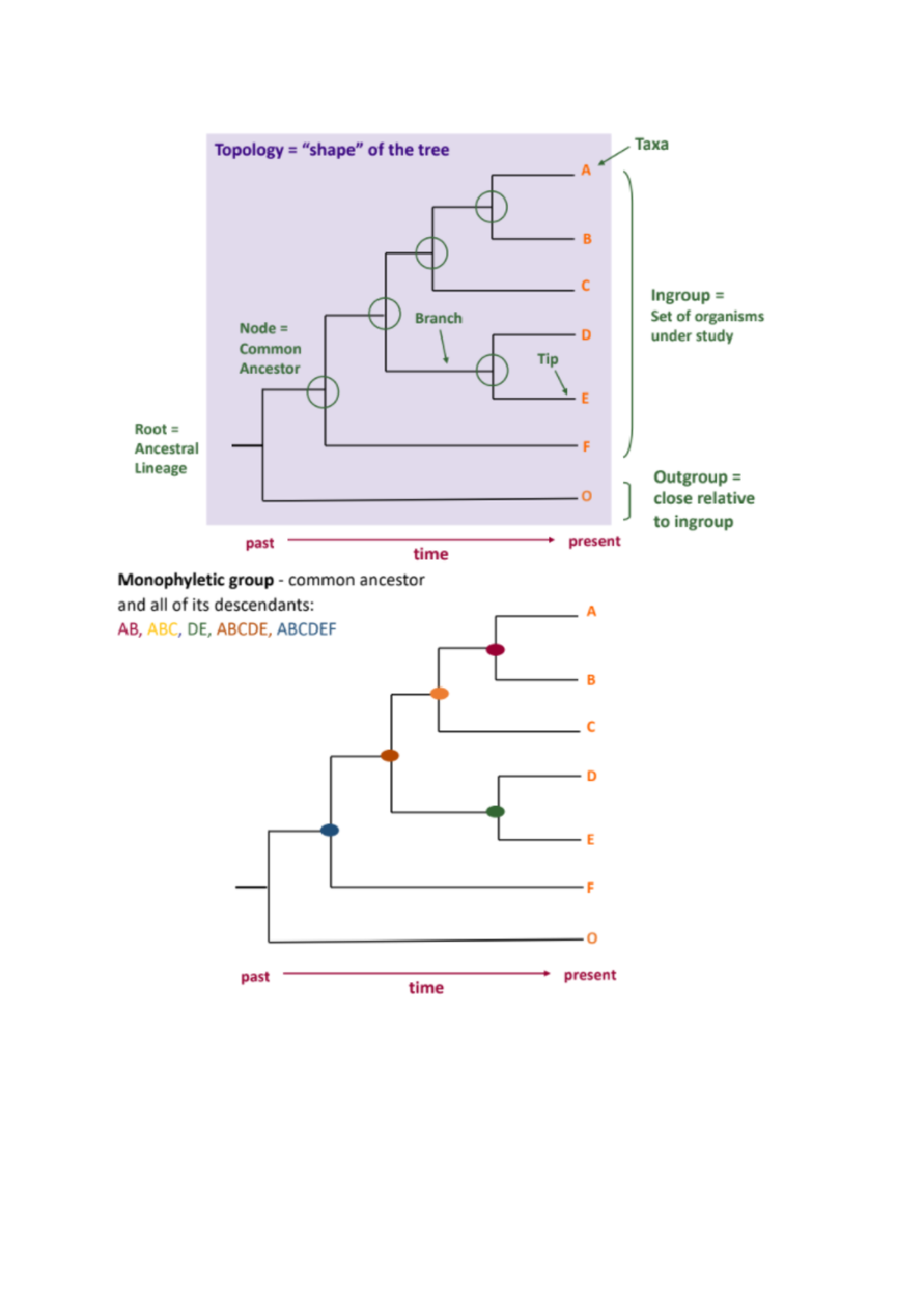 Building and interpreting evolutionary tree All evolutionary trees