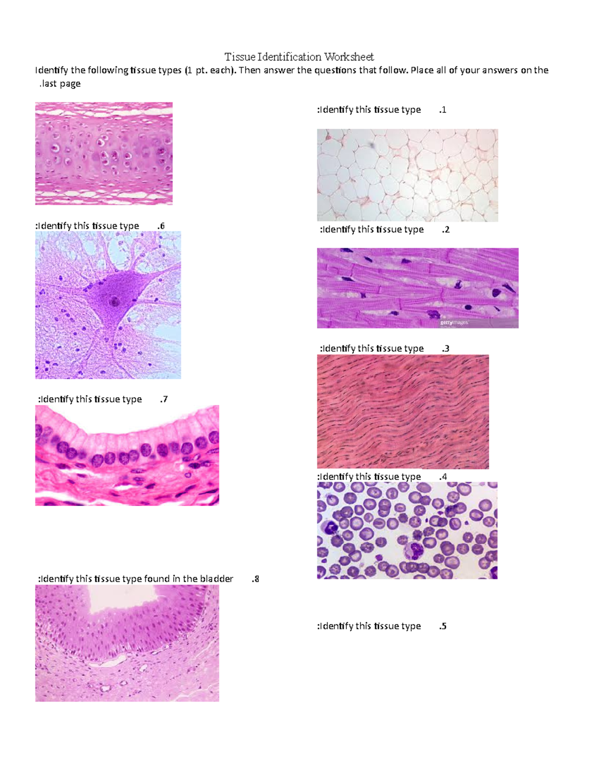 Tissue Worksheet Tissue Identification Worksheet Identify The Following Tissue Types 1 Pt 