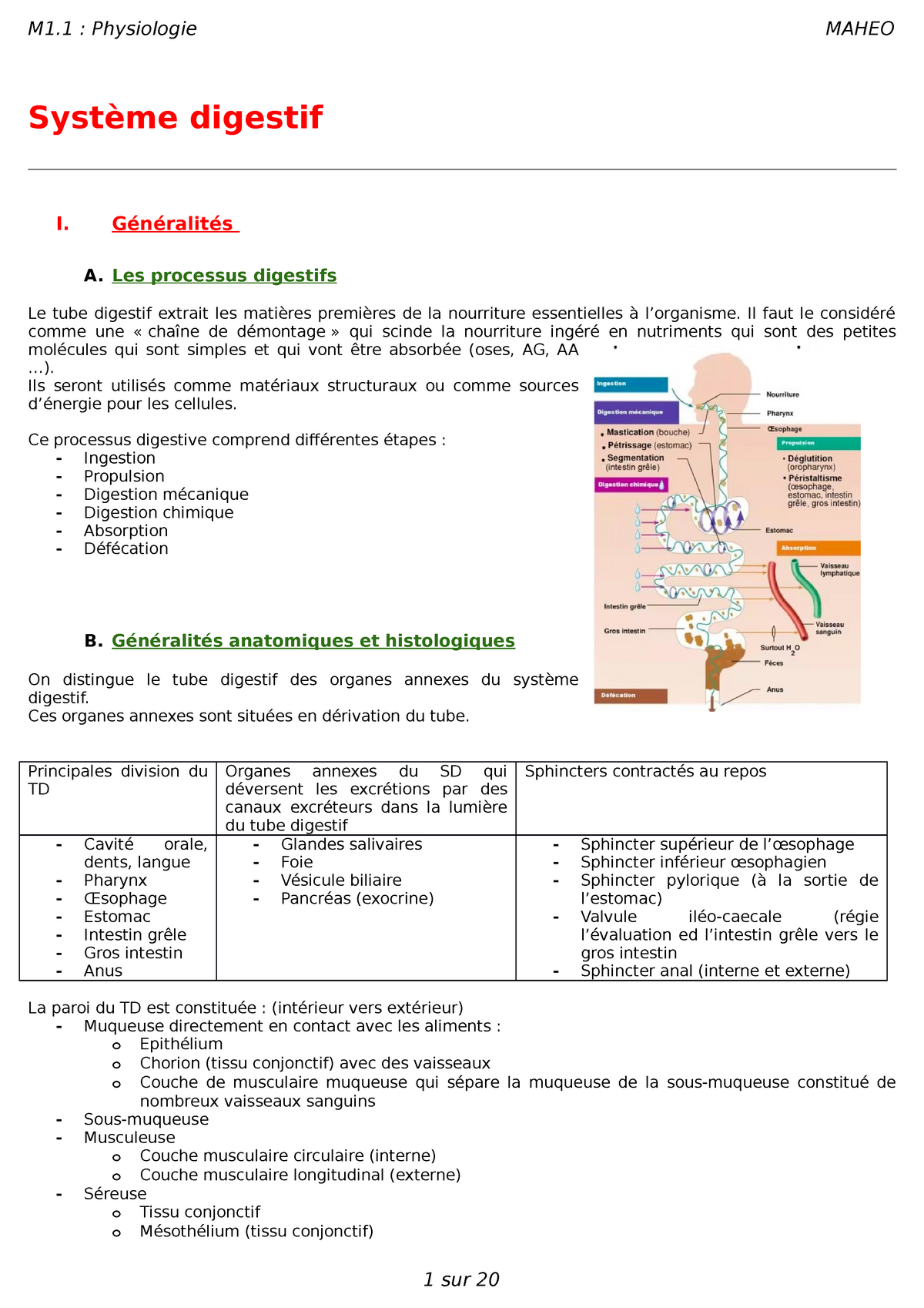 P. Maheo - Système Digestif - Système Digestif I. Généralités A ...