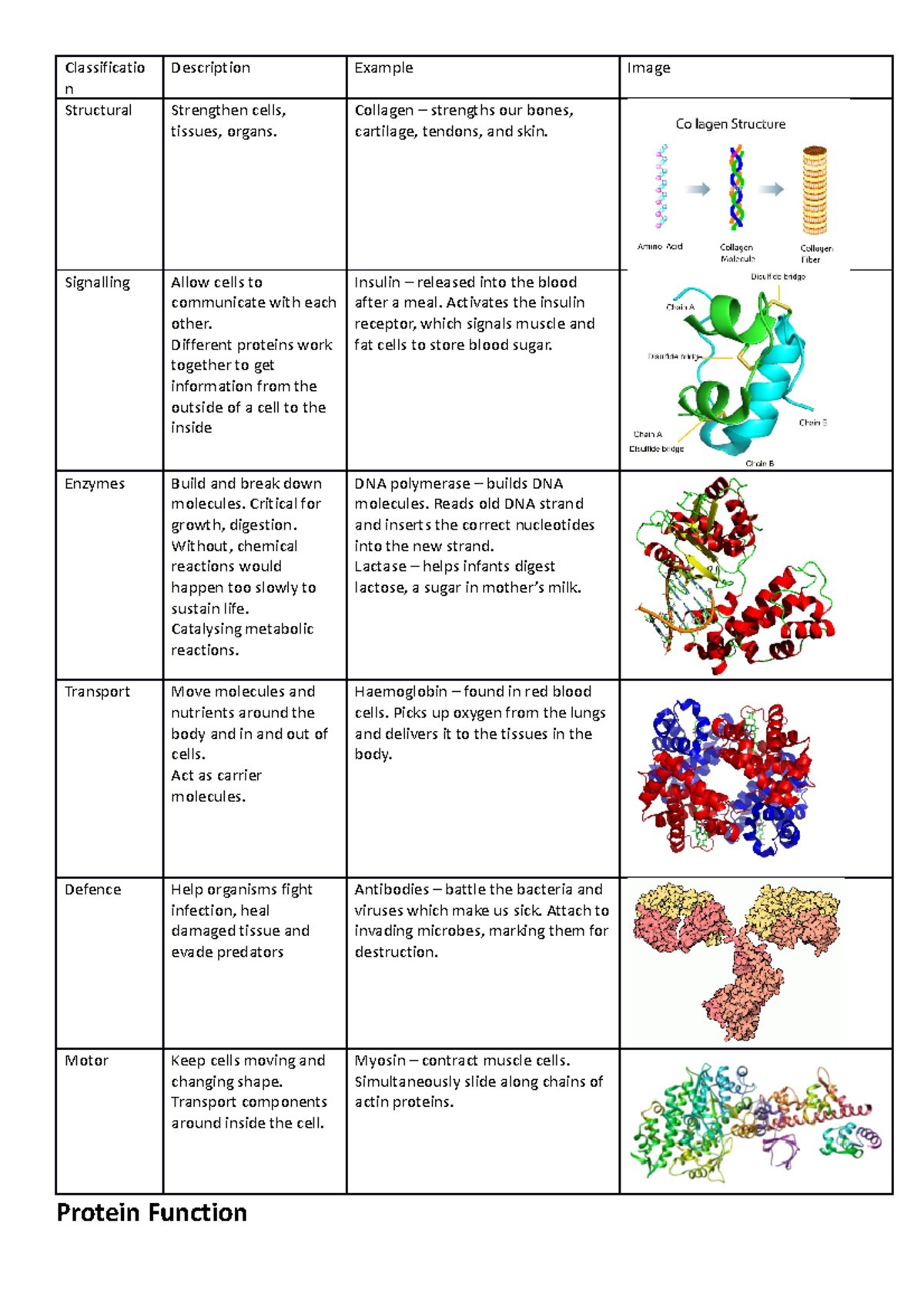 Protein Function - Classificatio n Description Example Image Structural ...