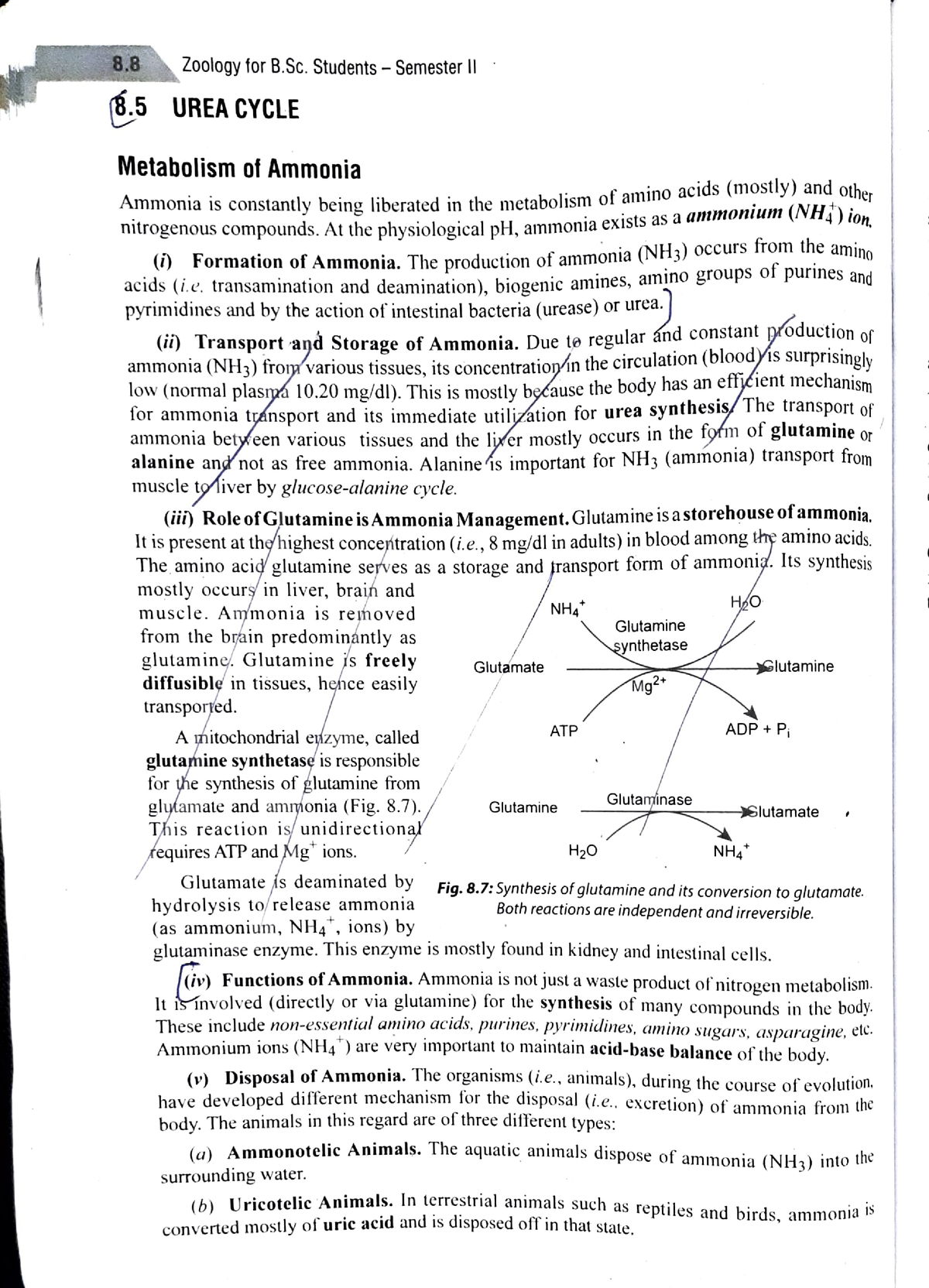 Urea Cycle Or Ornithine Cycle - 8 Zoology For B. Students-Semesterll .5 ...