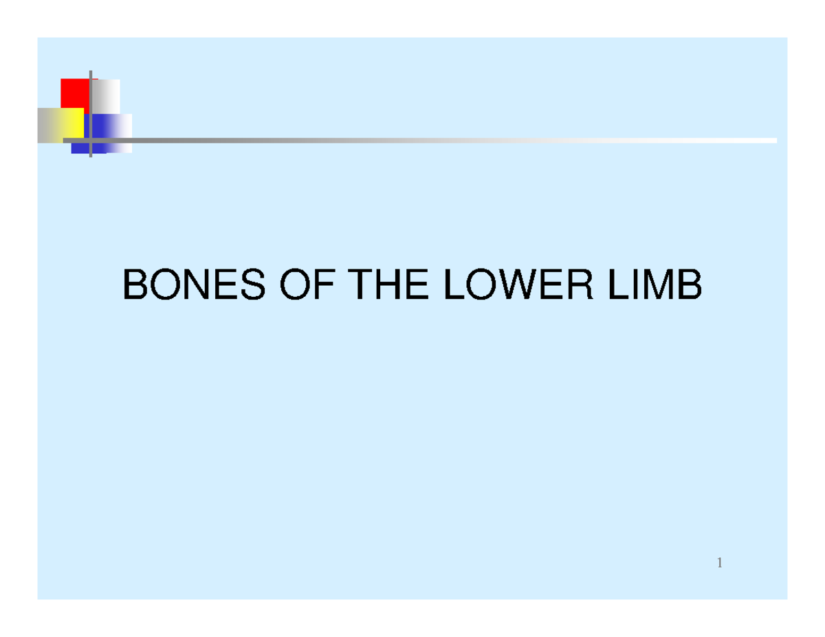 Bones of the Lower Limb PP - BONES OF THE LOWER LIMB Regions and bones ...