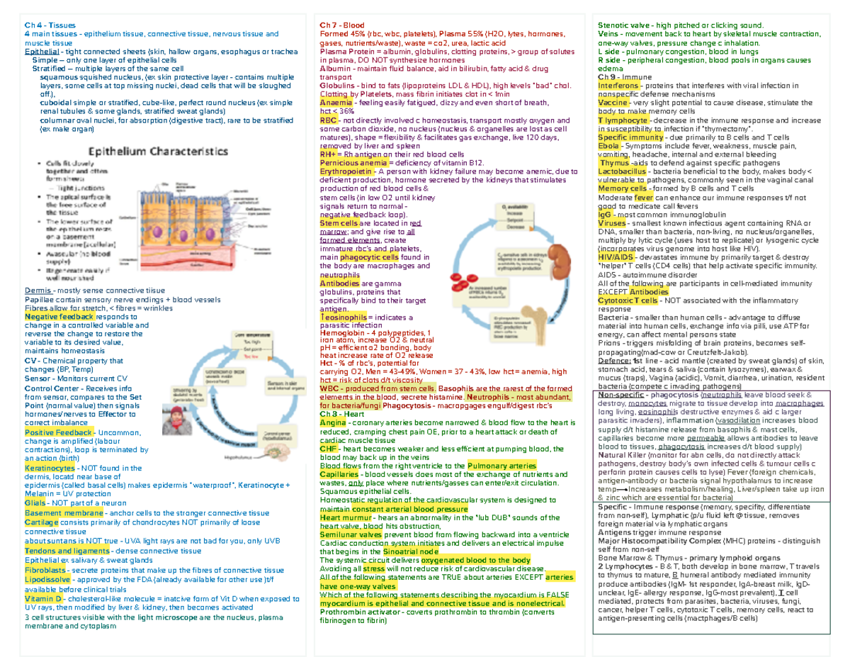 Biol 2116 Cheat Sheet final exam Ch 4 to 15 - Ch 4 - Tissues 4 main ...