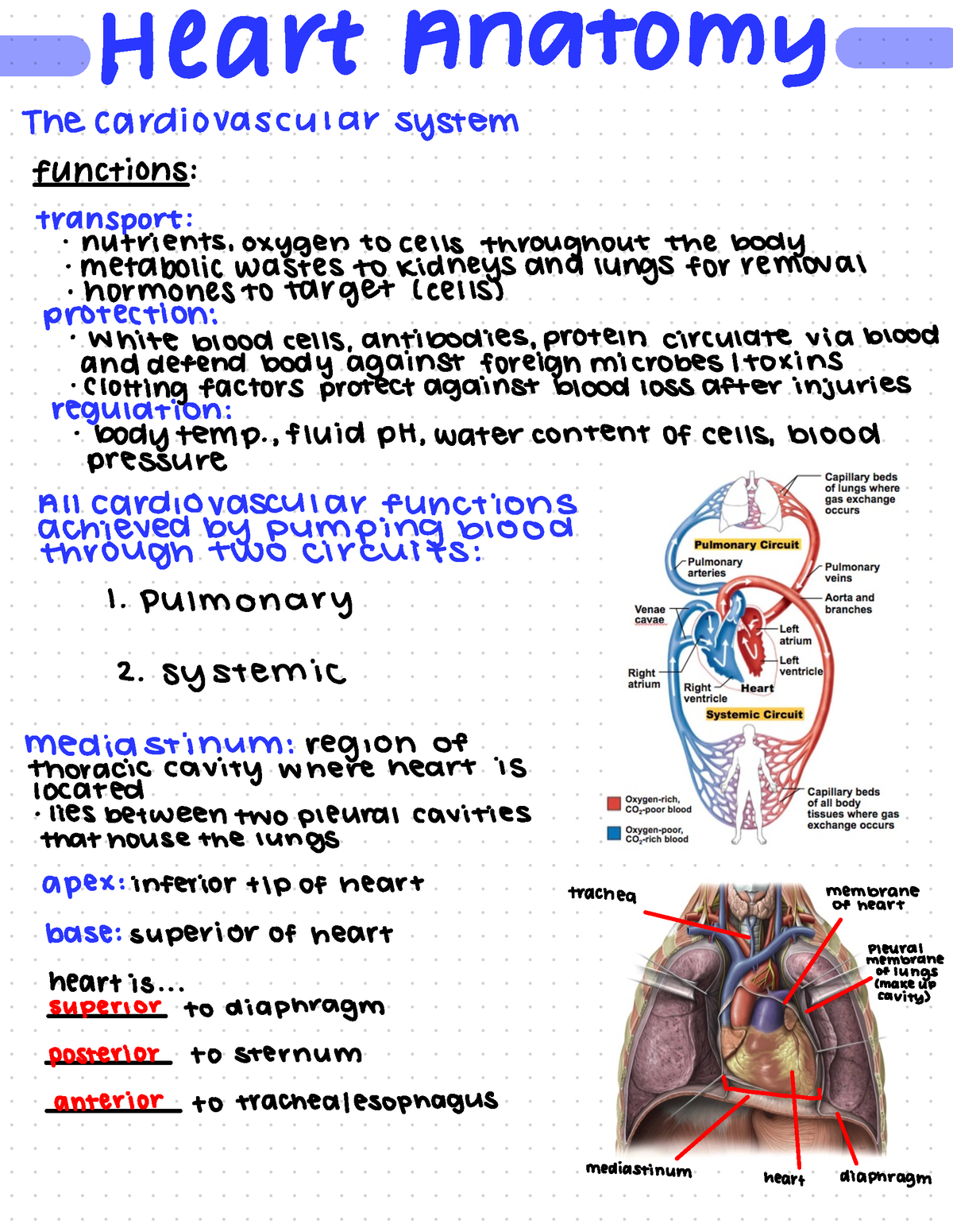 Biol 163 heart anatomy - HEAT ANATOMY The cardiovascular system ...