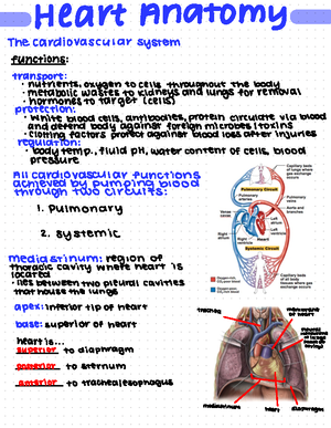 heart anatomy notes - Heart anatomy Vocab List Lecture 2 ...