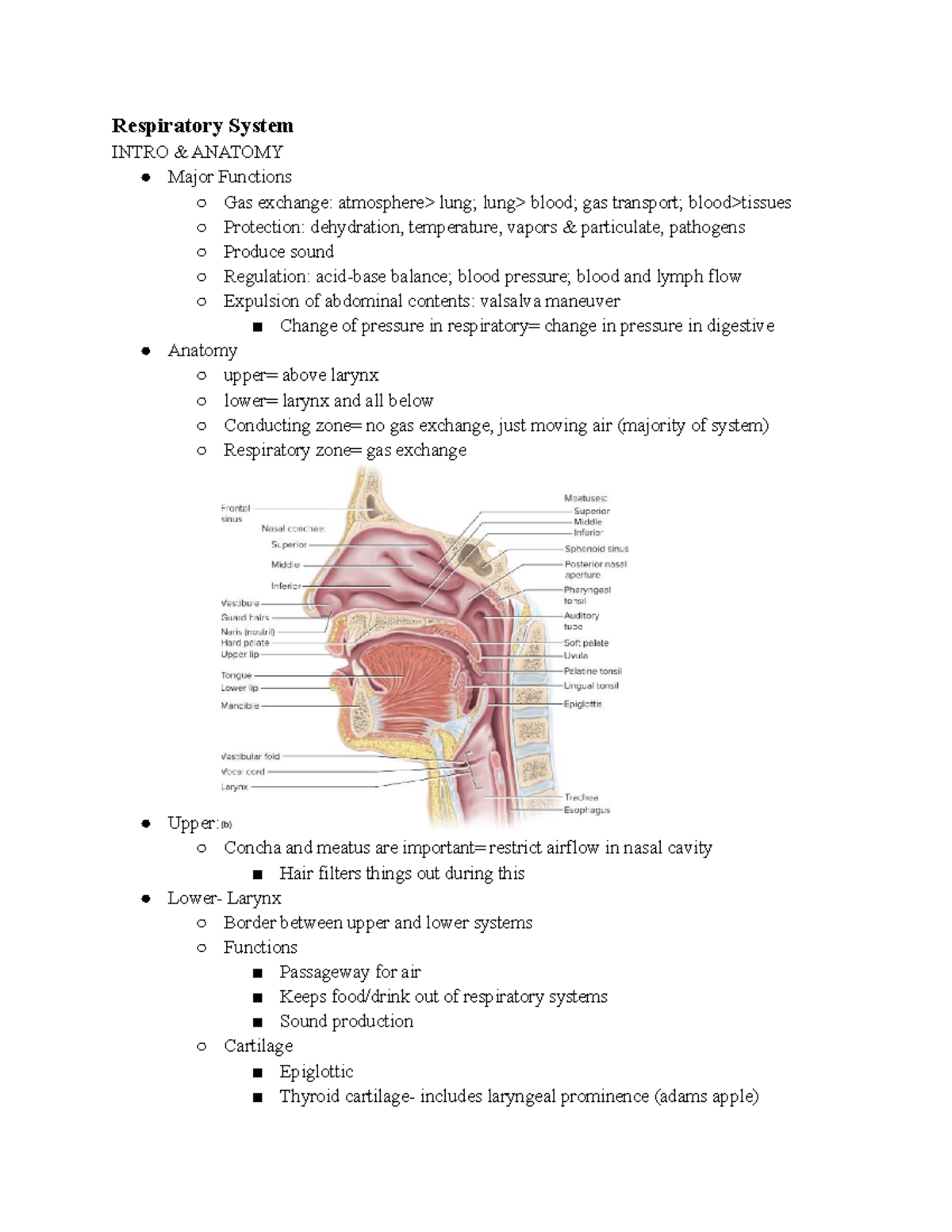 Exam 3 notes: Fall 2020, Daniel McNabney - Respiratory System INTRO ...