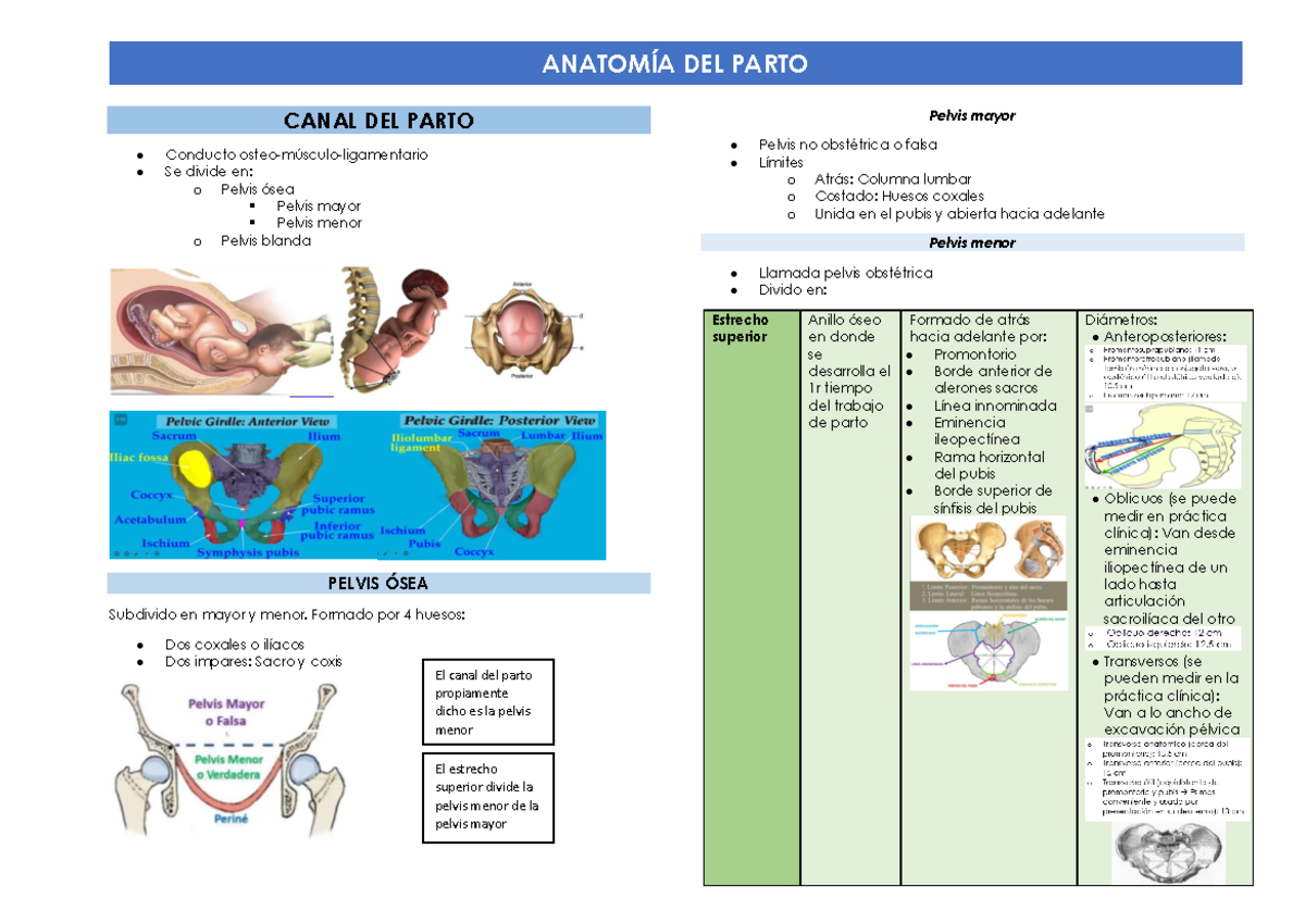 Clase 1.1 Anatomía del embarazo - ANATOMÍA DEL PARTO CANAL DEL PARTO ...