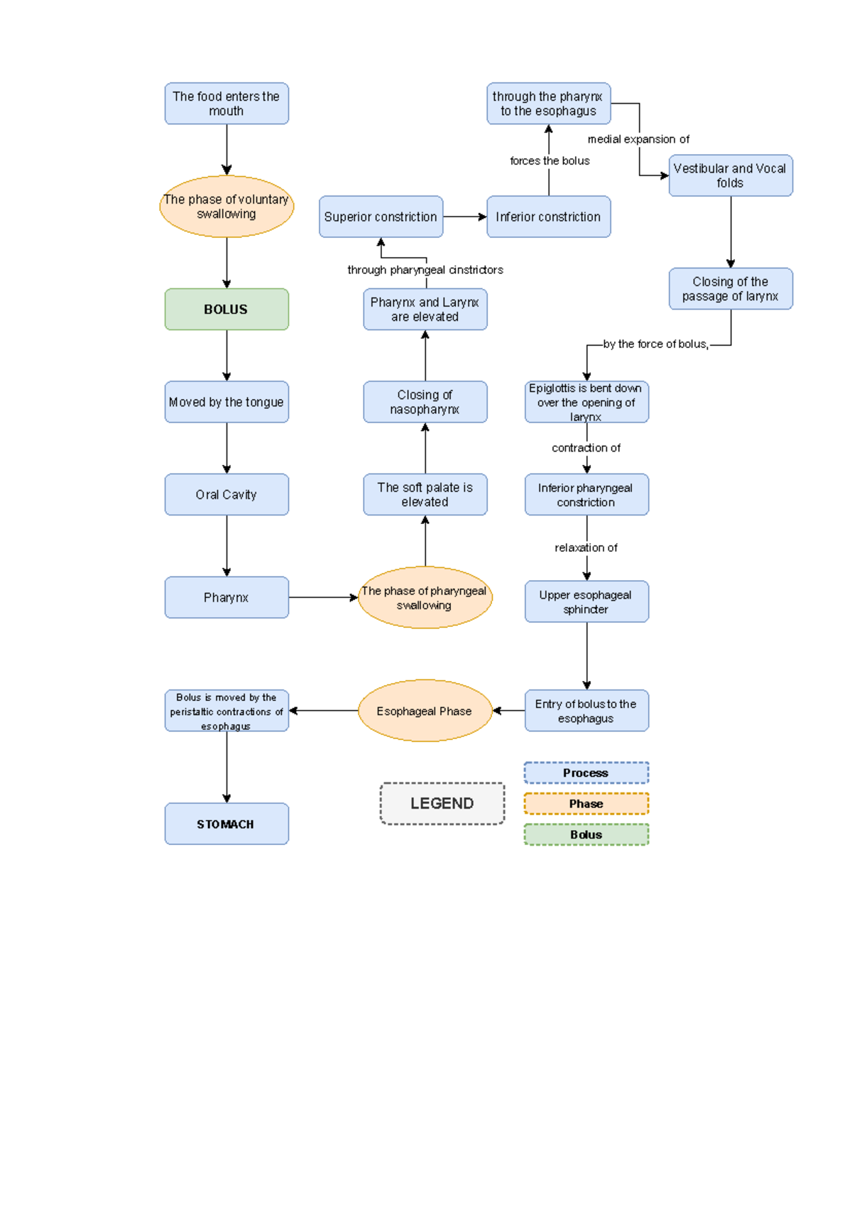 Flow chart of the Bolus Digestive system - The food enters the mouth ...