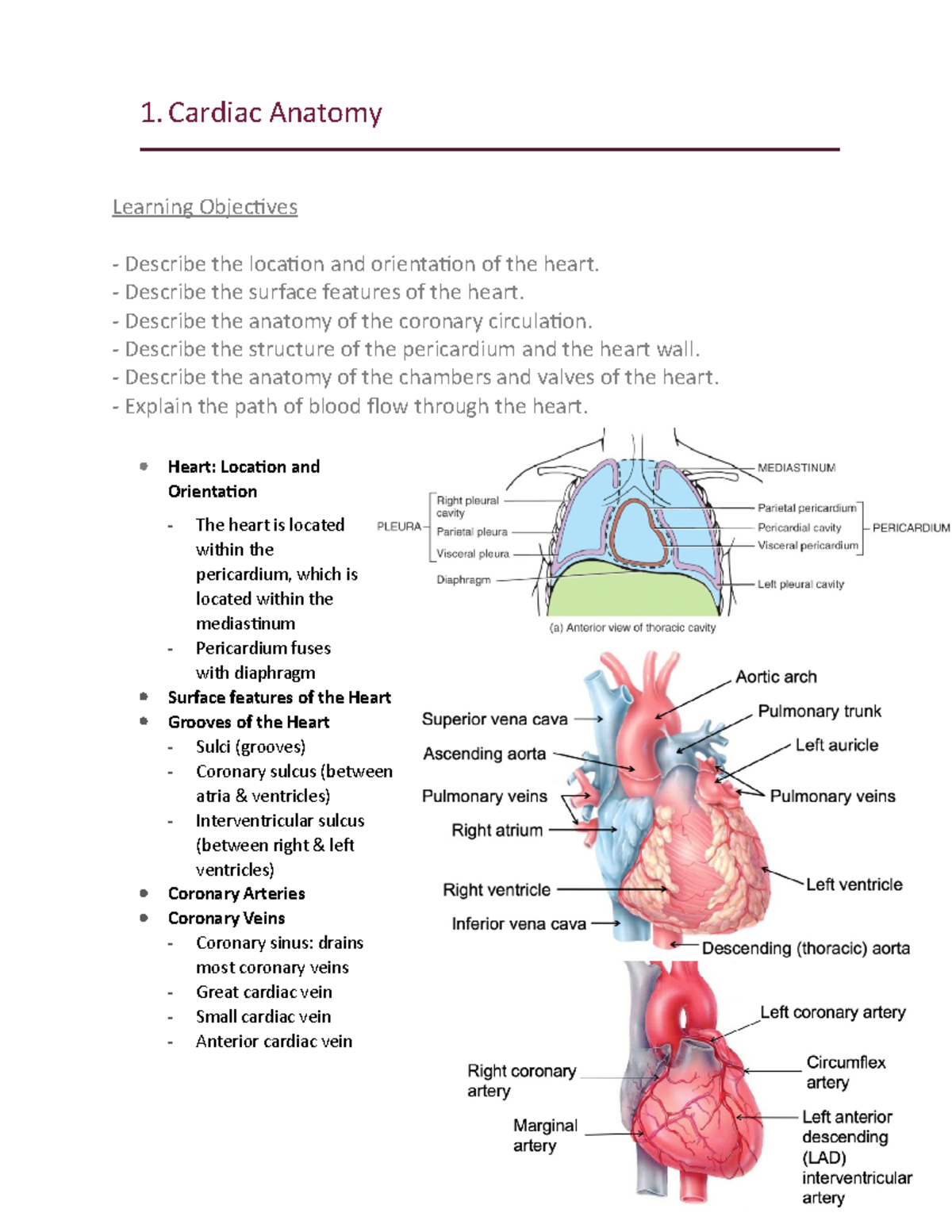 1. Cardiac Anatomy - Lecture 1 notes - 1 Anatomy Learning Objectives ...