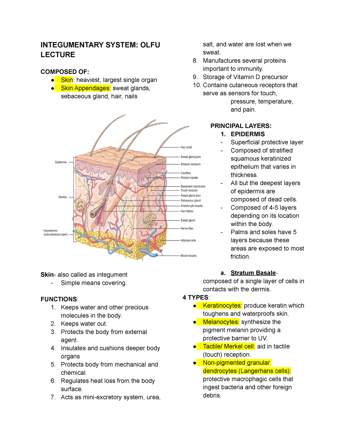 Integumentary System - INTEGUMENTARY SYSTEM: OLFU LECTURE COMPOSED OF ...