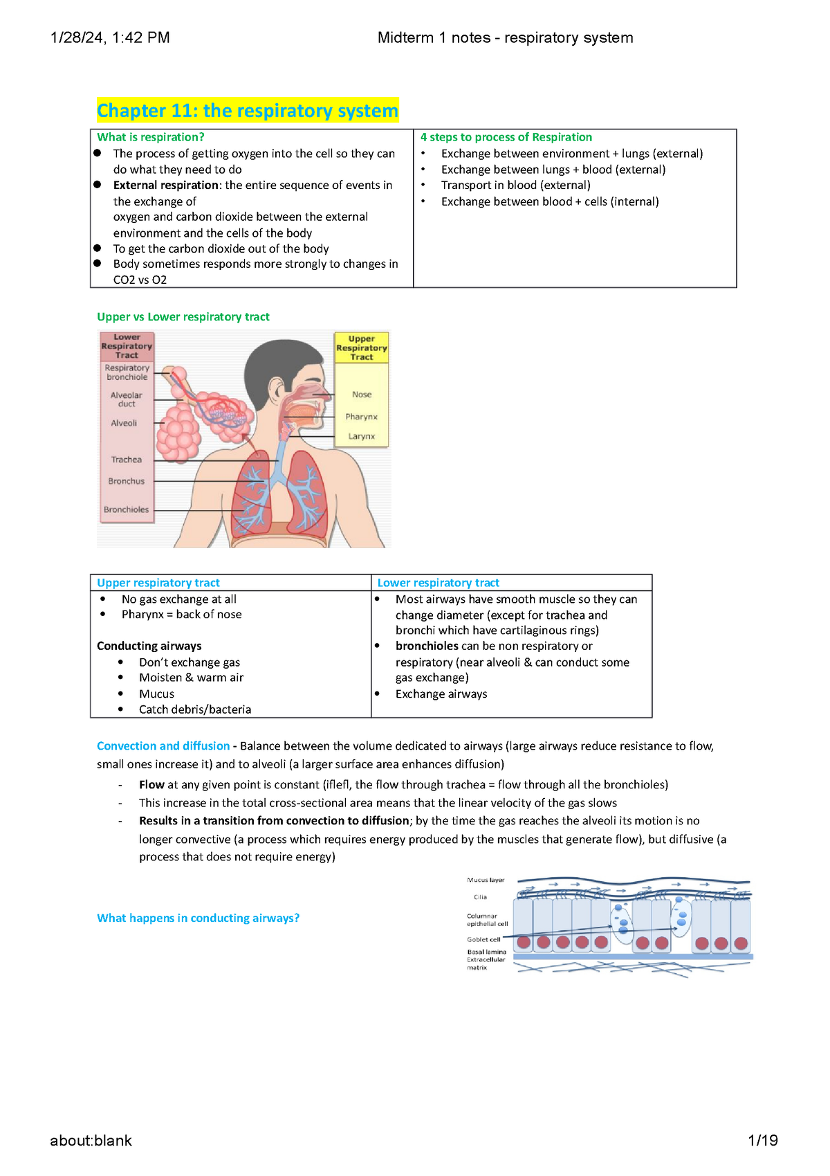 Midterm 1 notes - respiratory system - Chapter 11: the respiratory ...