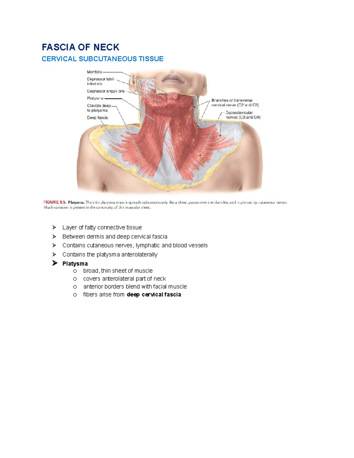 Fascia OF NECK - AAAAA - FASCIA OF NECK CERVICAL SUBCUTANEOUS TISSUE ...