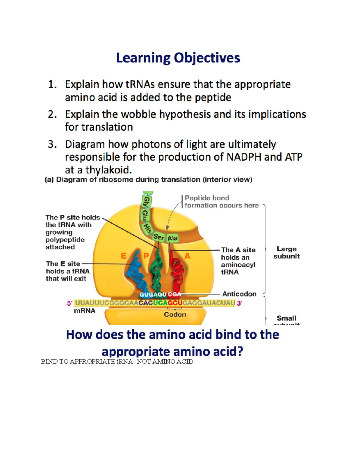 autotroph-bind-to-appropriate-trna-not-amino-acid-synthetase-uses