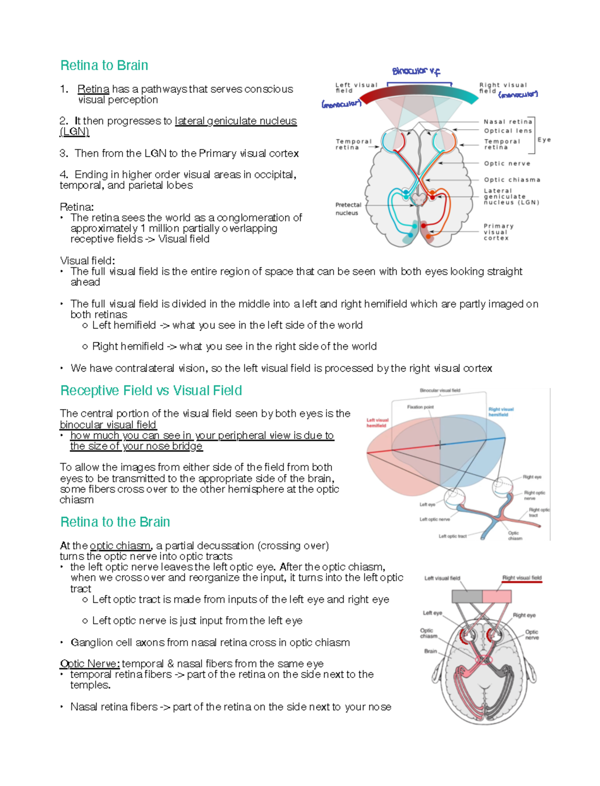 From Retina to the Brain - Retina to Brain Retina has a pathways that ...